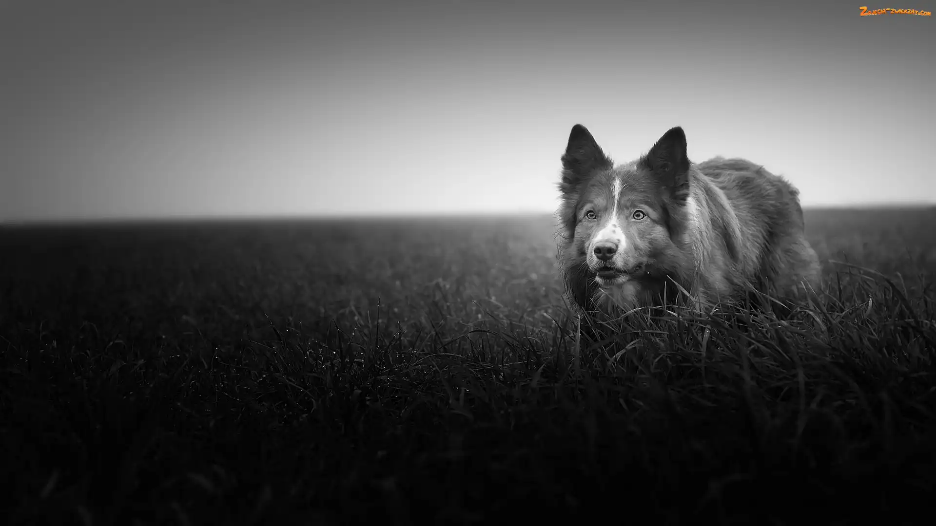 Trawa, Czarno-białe, Łąka, Border collie