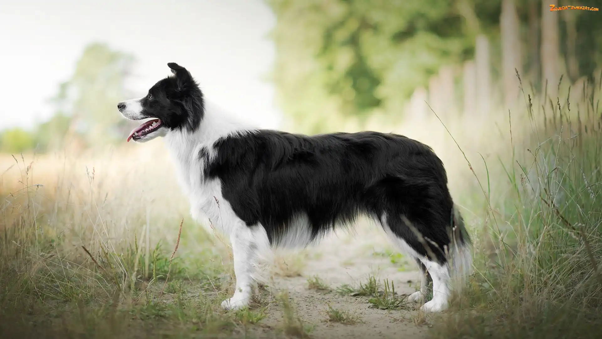 Trawa, Pies, Border collie
