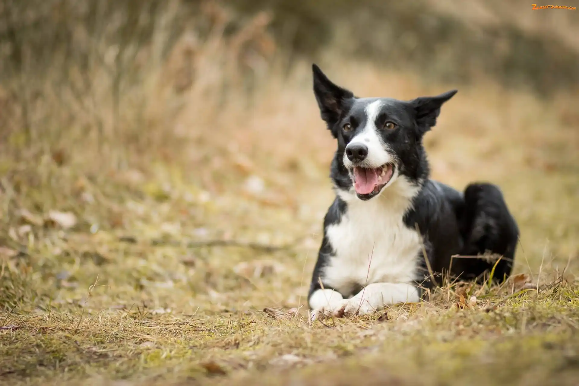 Trawa, Pies, Border Collie
