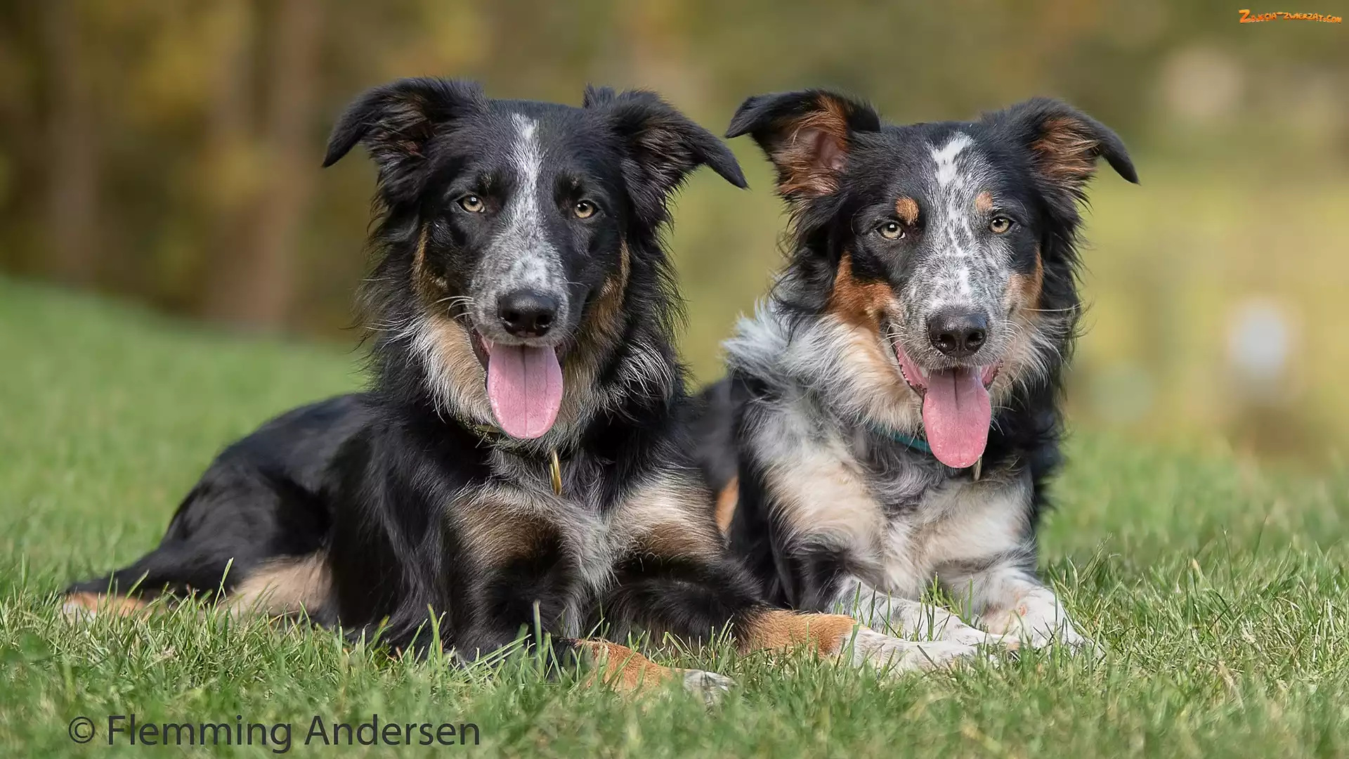 Trawa, Psy, Border collie