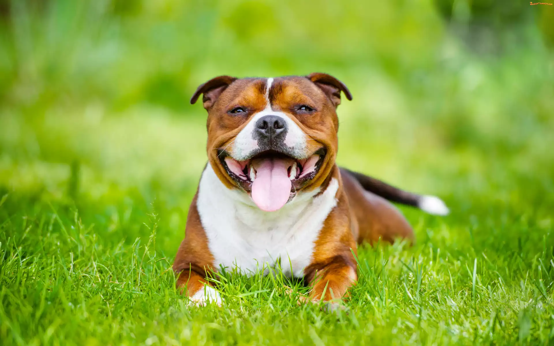 Trawa, Uśmiechnięty, Staffordshire Bull terrier