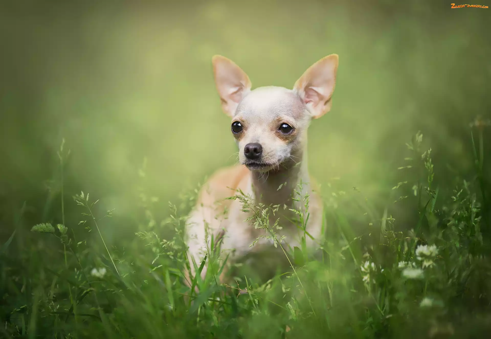 Trawa, Pies, Chihuahua krótkowłosa