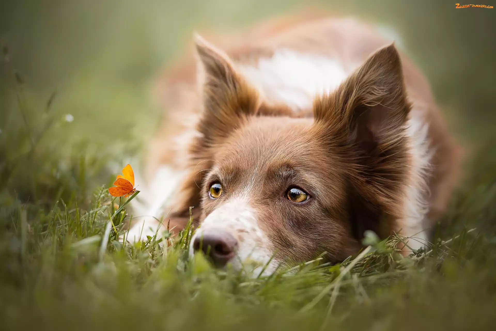 Trawa, Motylek, Border collie, Pomarańczowy