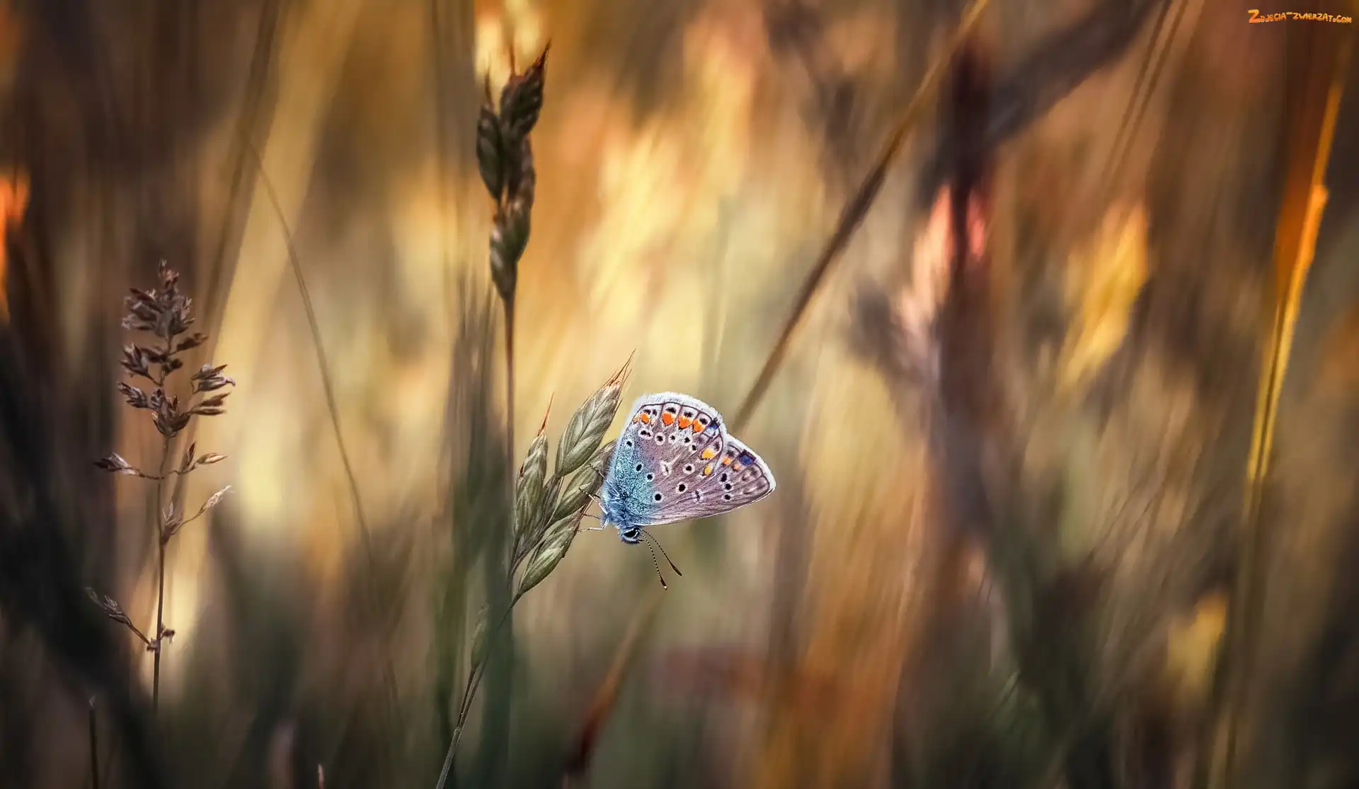Trawa, Modraszek ikar, Źdźbła, Motyl