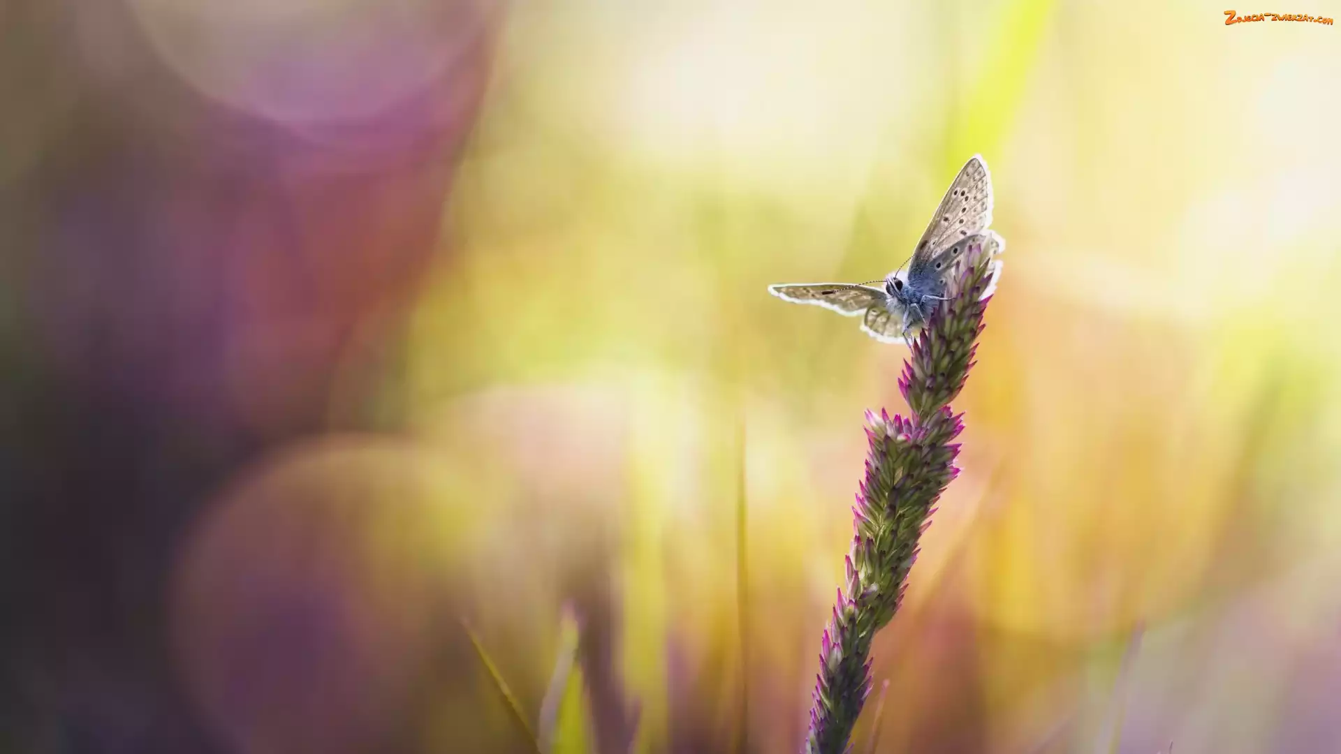 Trawa, Bokeh, Źdźbło, Motyl