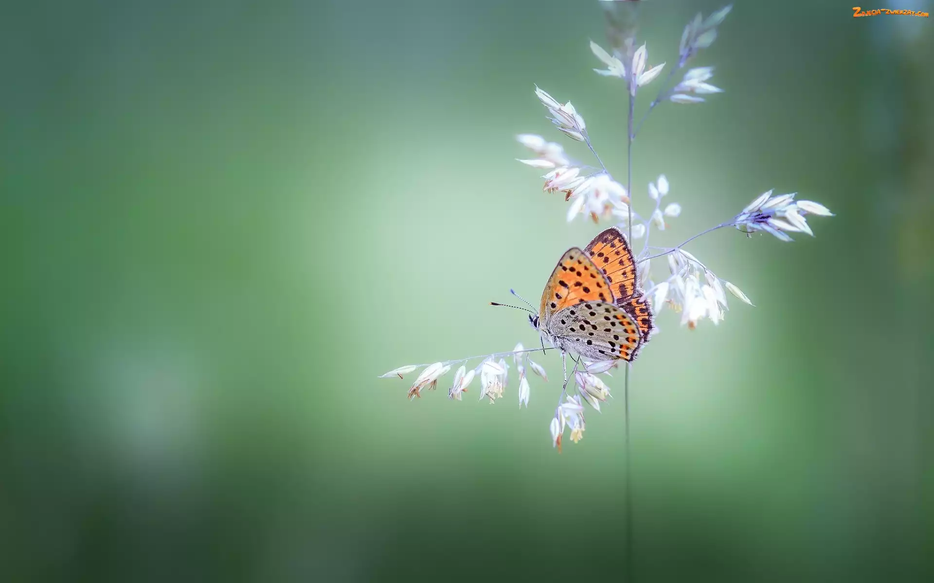 Trawa, Czerwończyk żarek, Źdźbło, Motyl