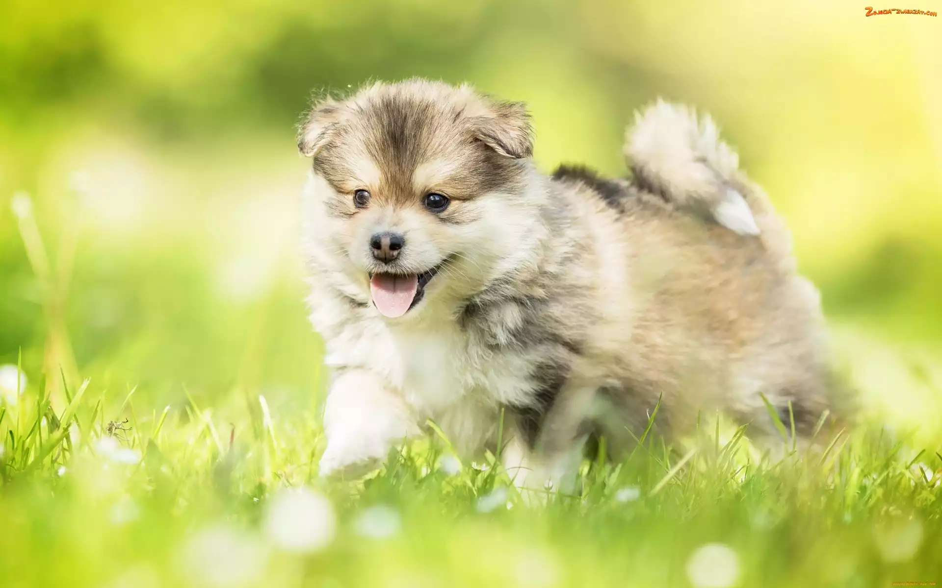 Trawa, Szczeniak, Fiński lapphund