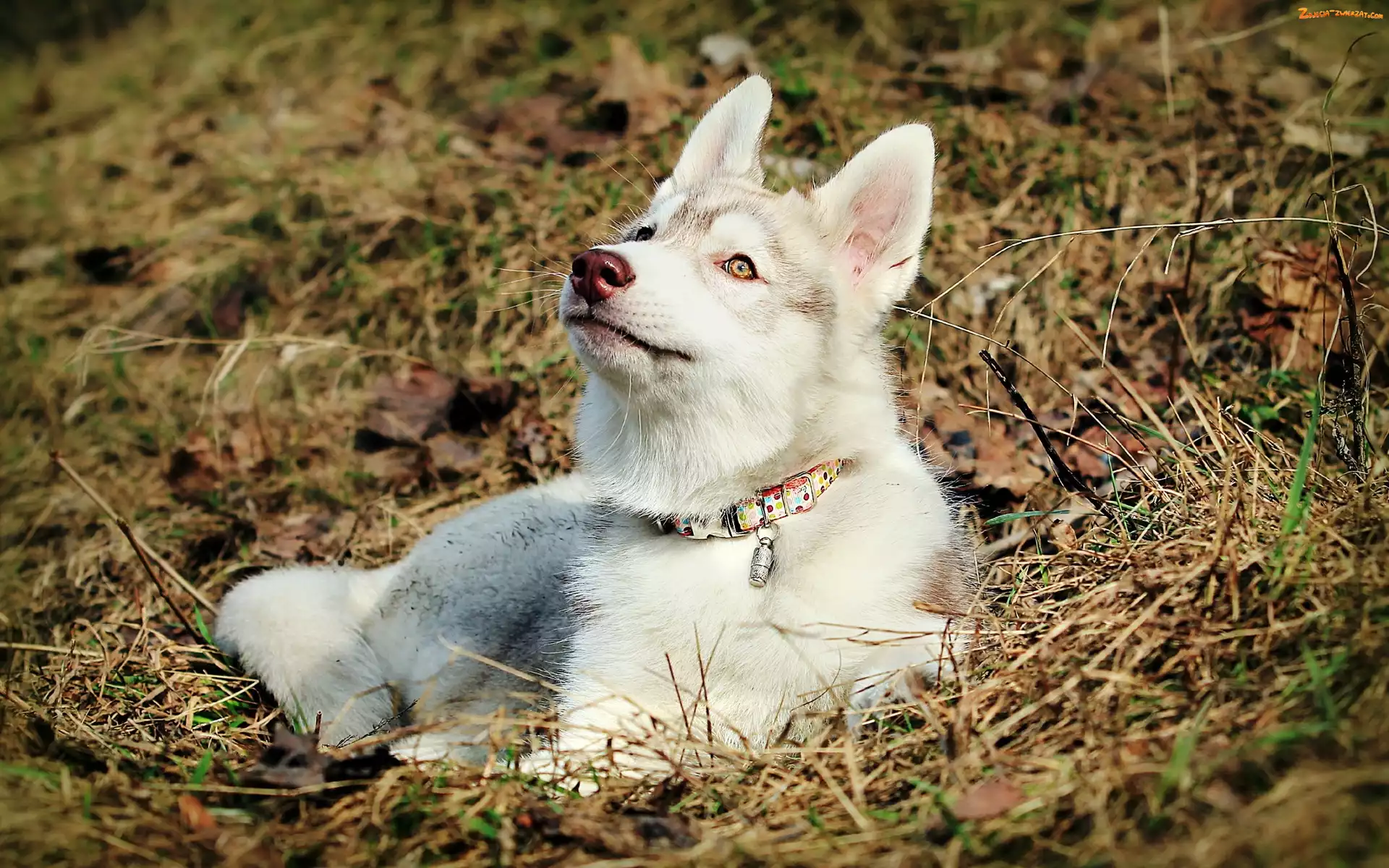 Trawa, Siberian Husky, Obroża