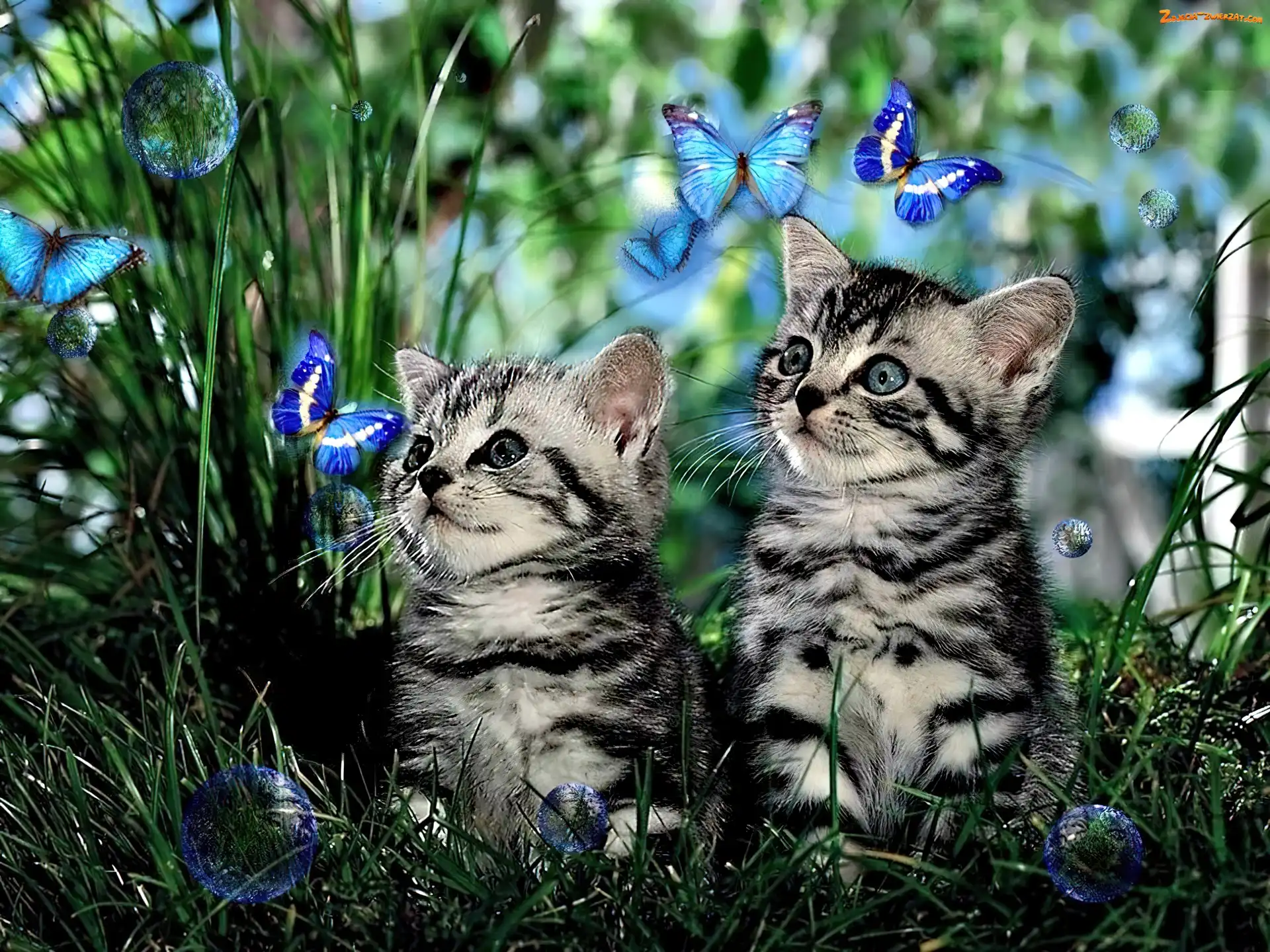 Motyl, Koty, Trawa