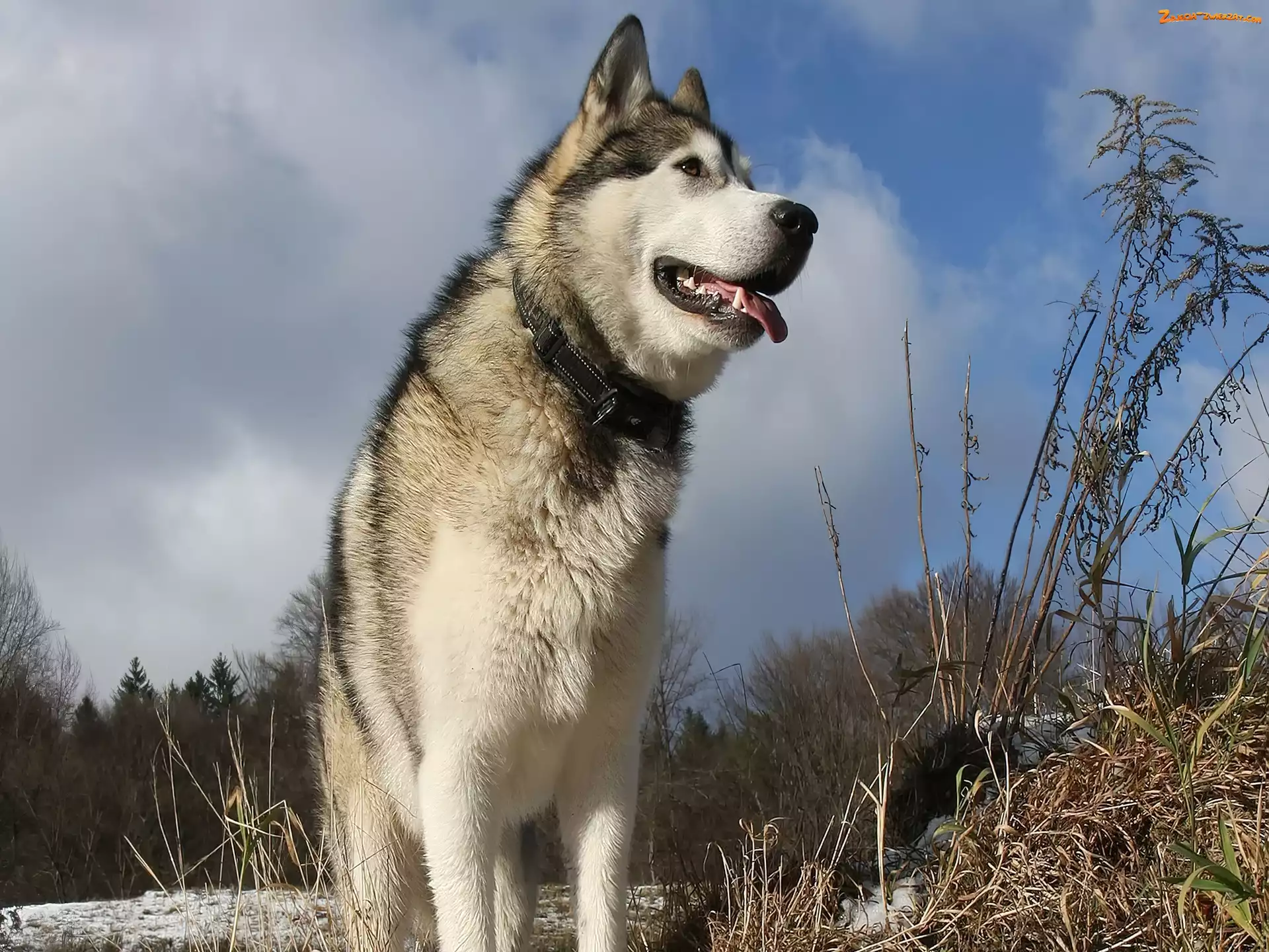 Trawa, Alaskan Malamute, Drzewa