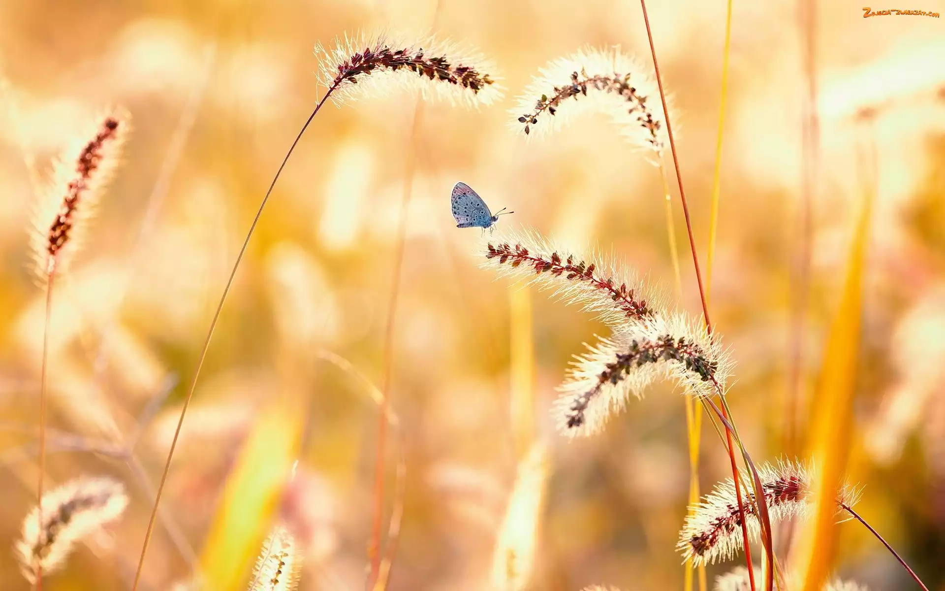 Trawa, Motyl