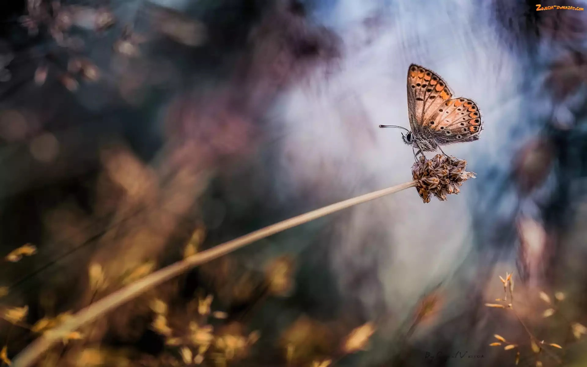 Trawa, Roślina, Modraszek artakserkses, Motyl, Źdźbło
