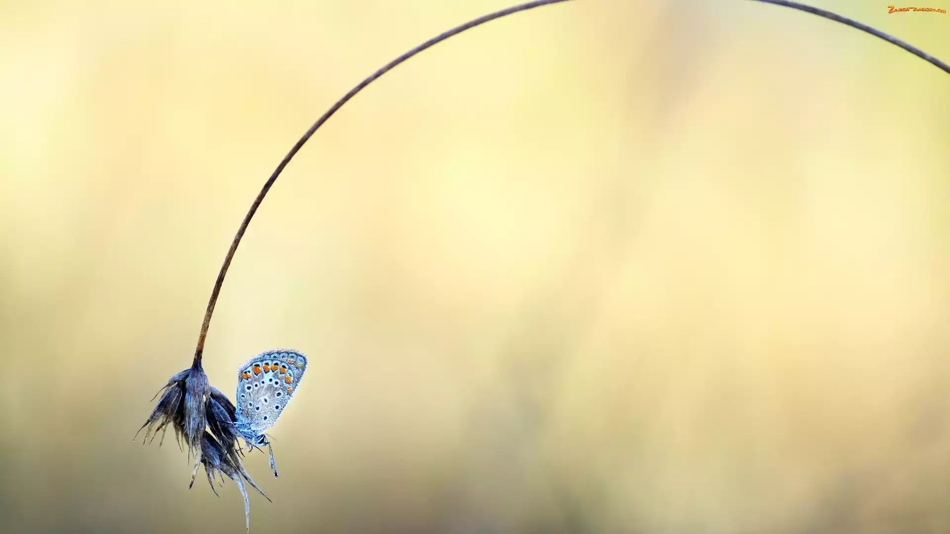 Trawa, Źdźbło, Modraszek ikar, Motyl, Roślina