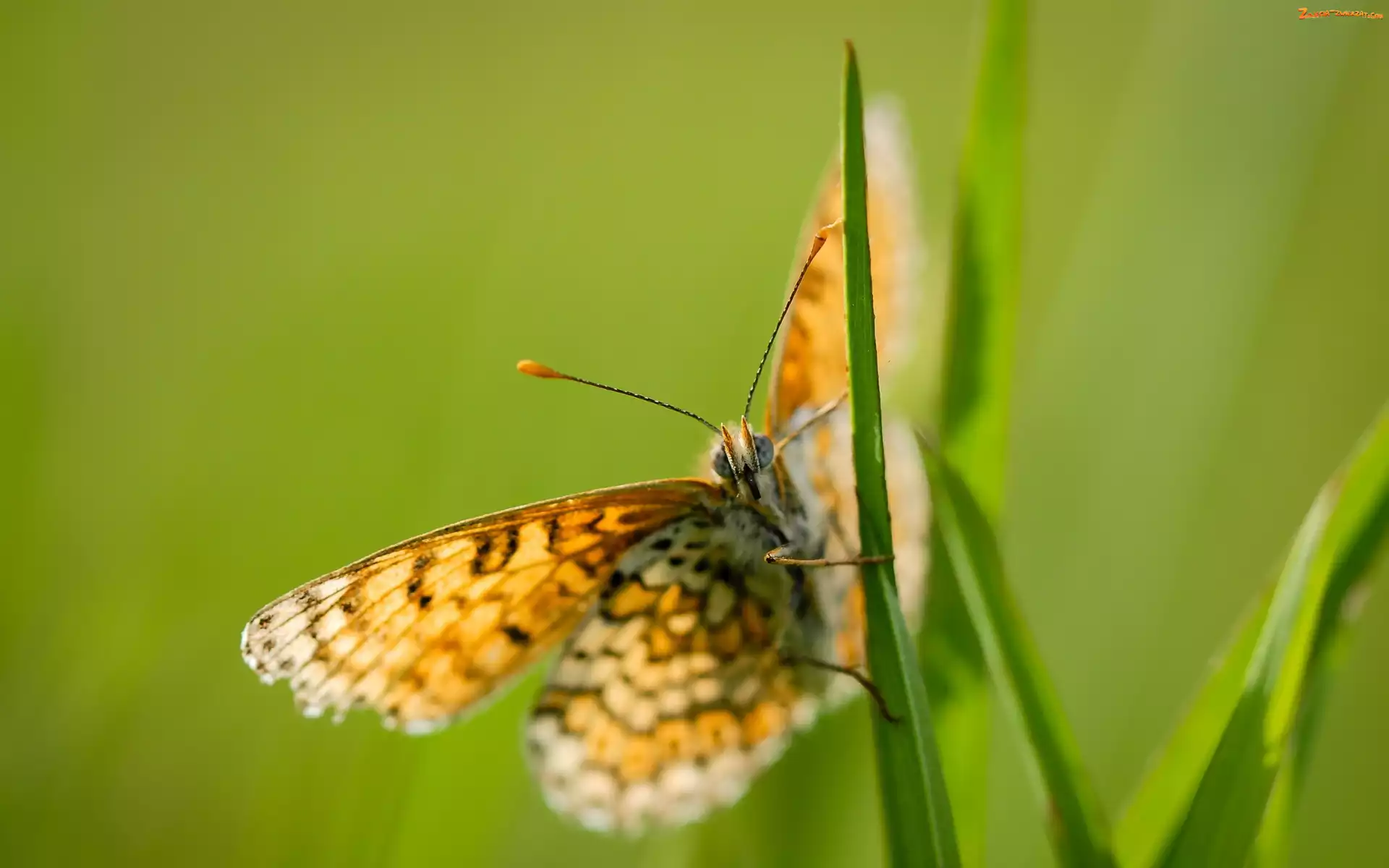 Trawa, Tło, Motyl, Zielone