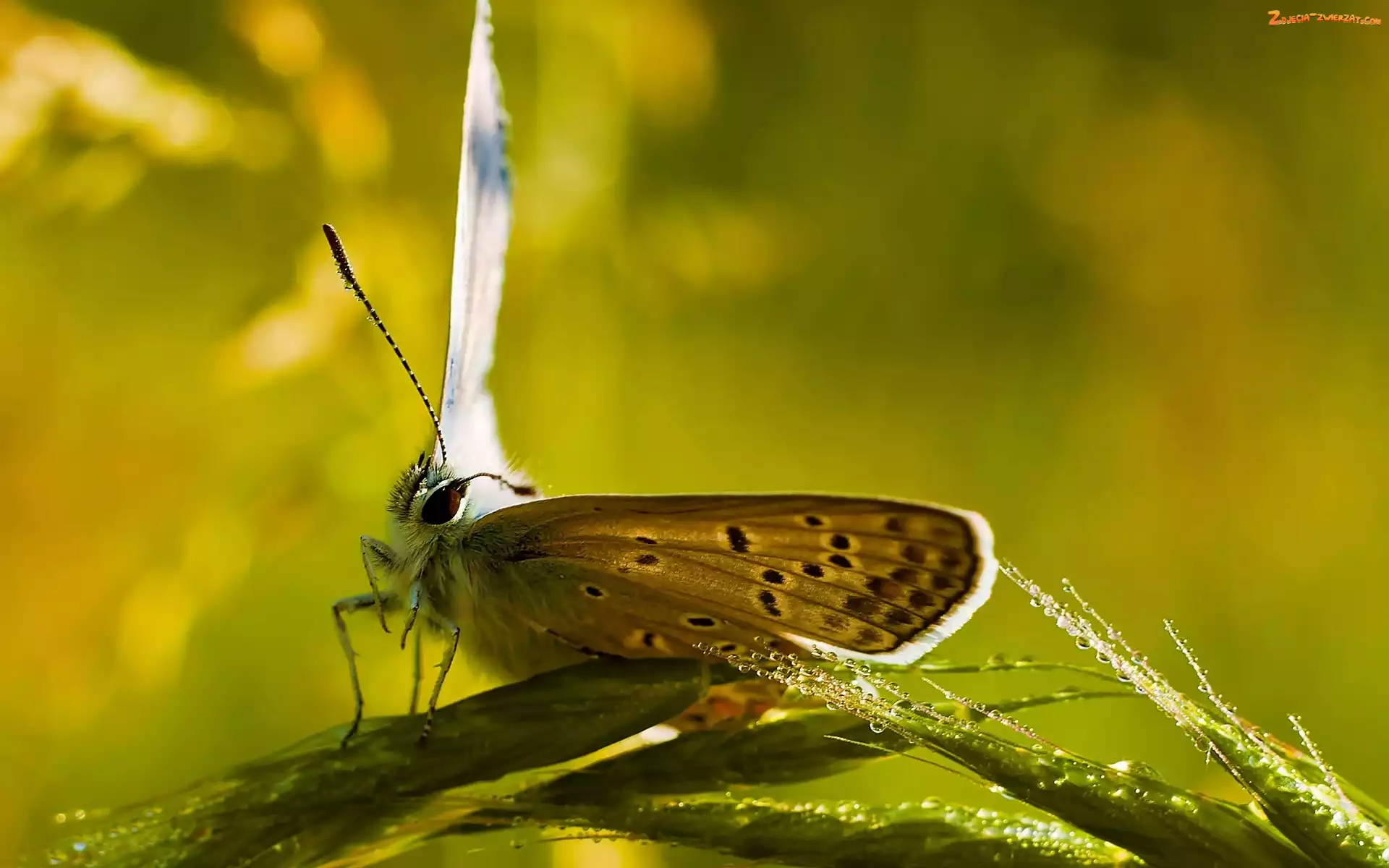 Trawa, Woda, Motyl, Kropelki