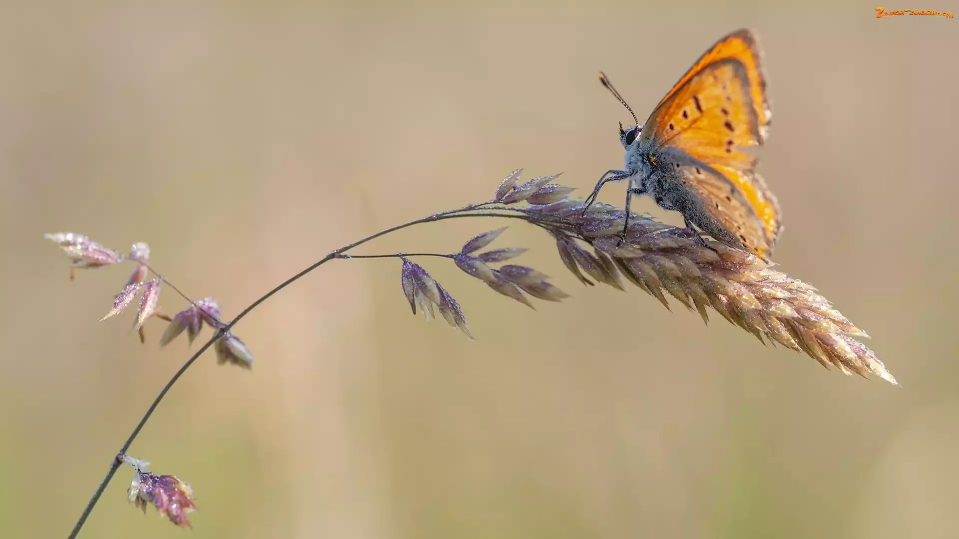 Motyl, Czerwończyk, Źdźbło, Trawa