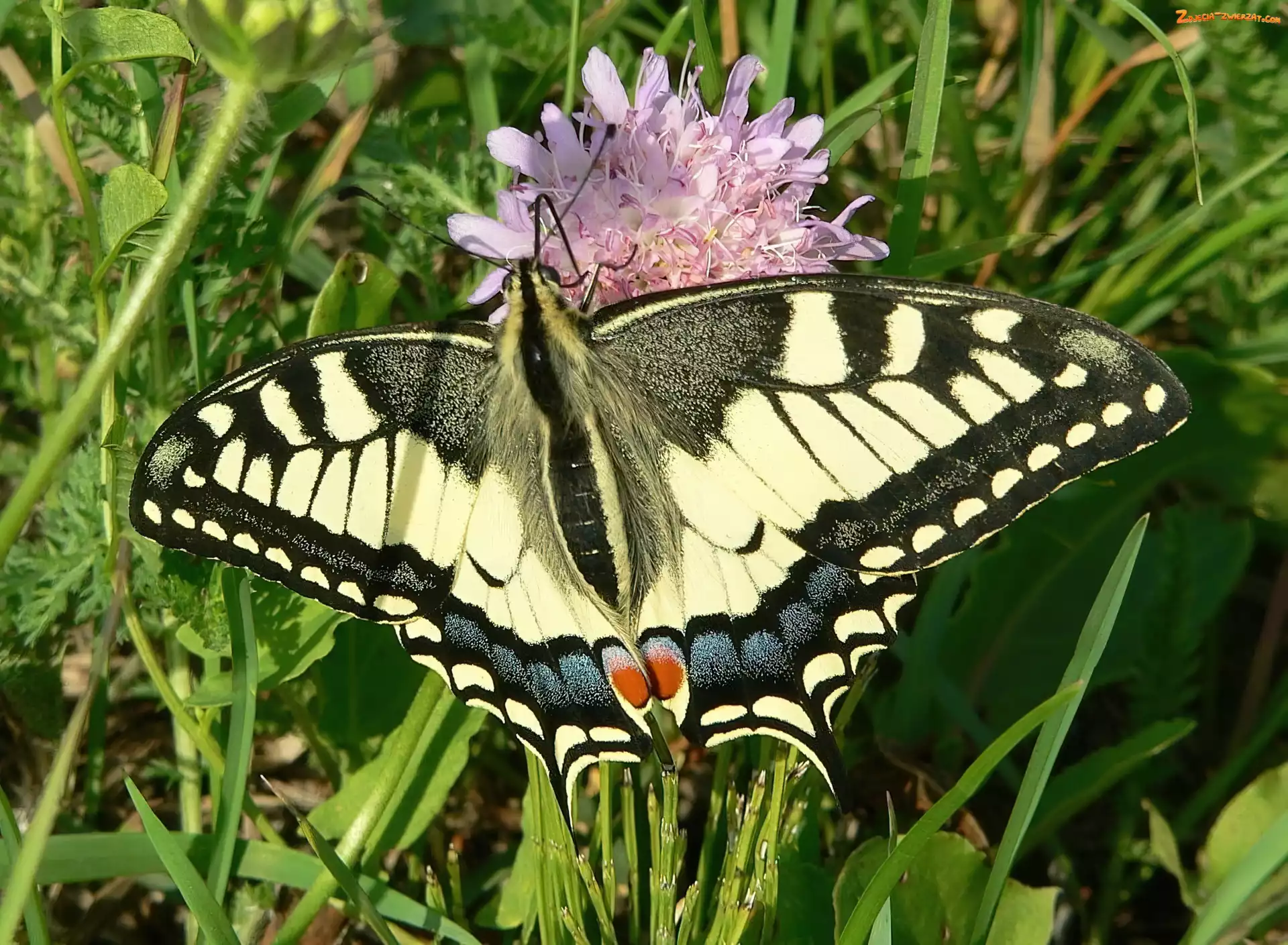 Trawa, Motyl, Paź Królowej