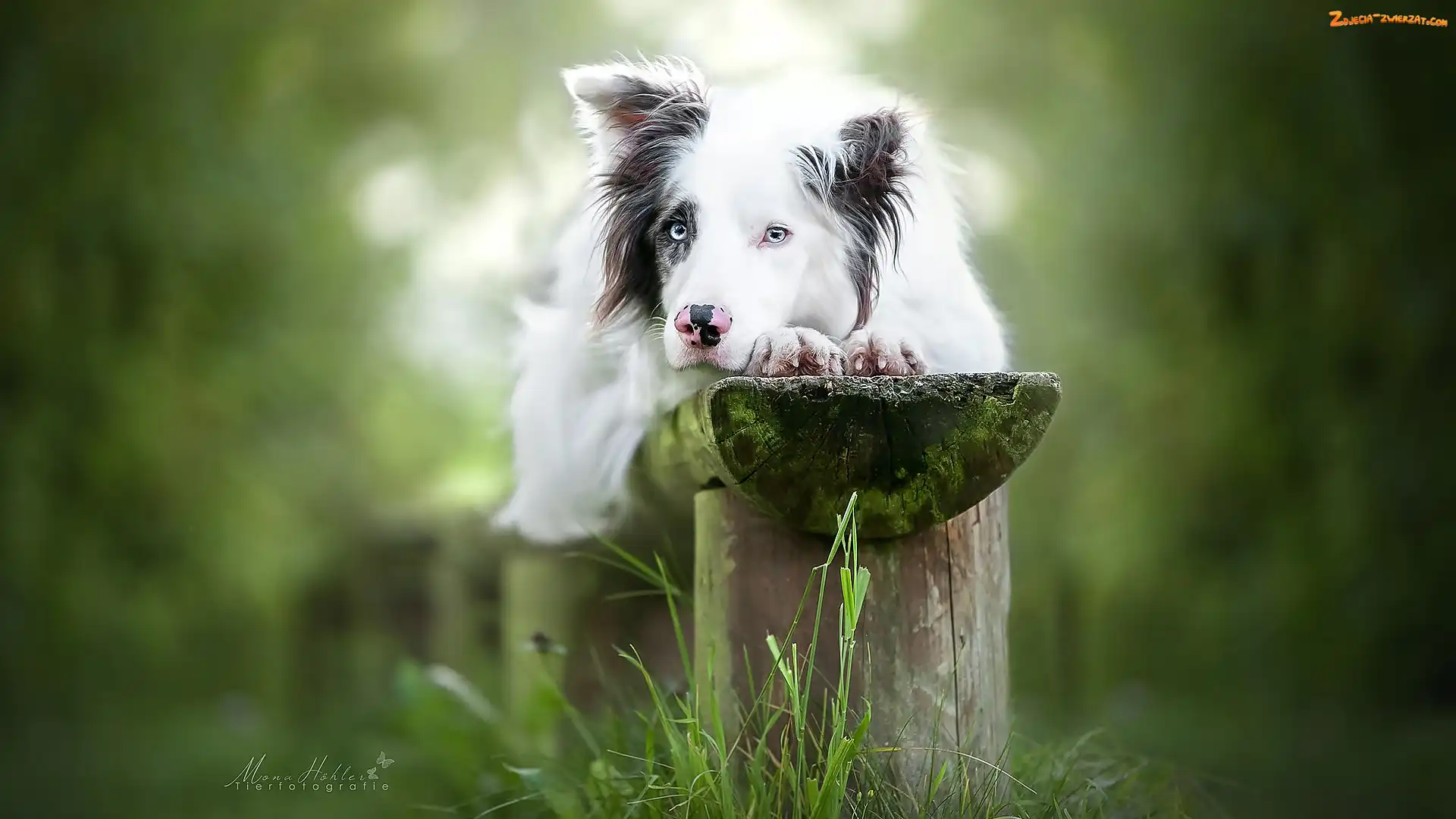 Trawa, Ławka, Border collie, Pies, Mordka