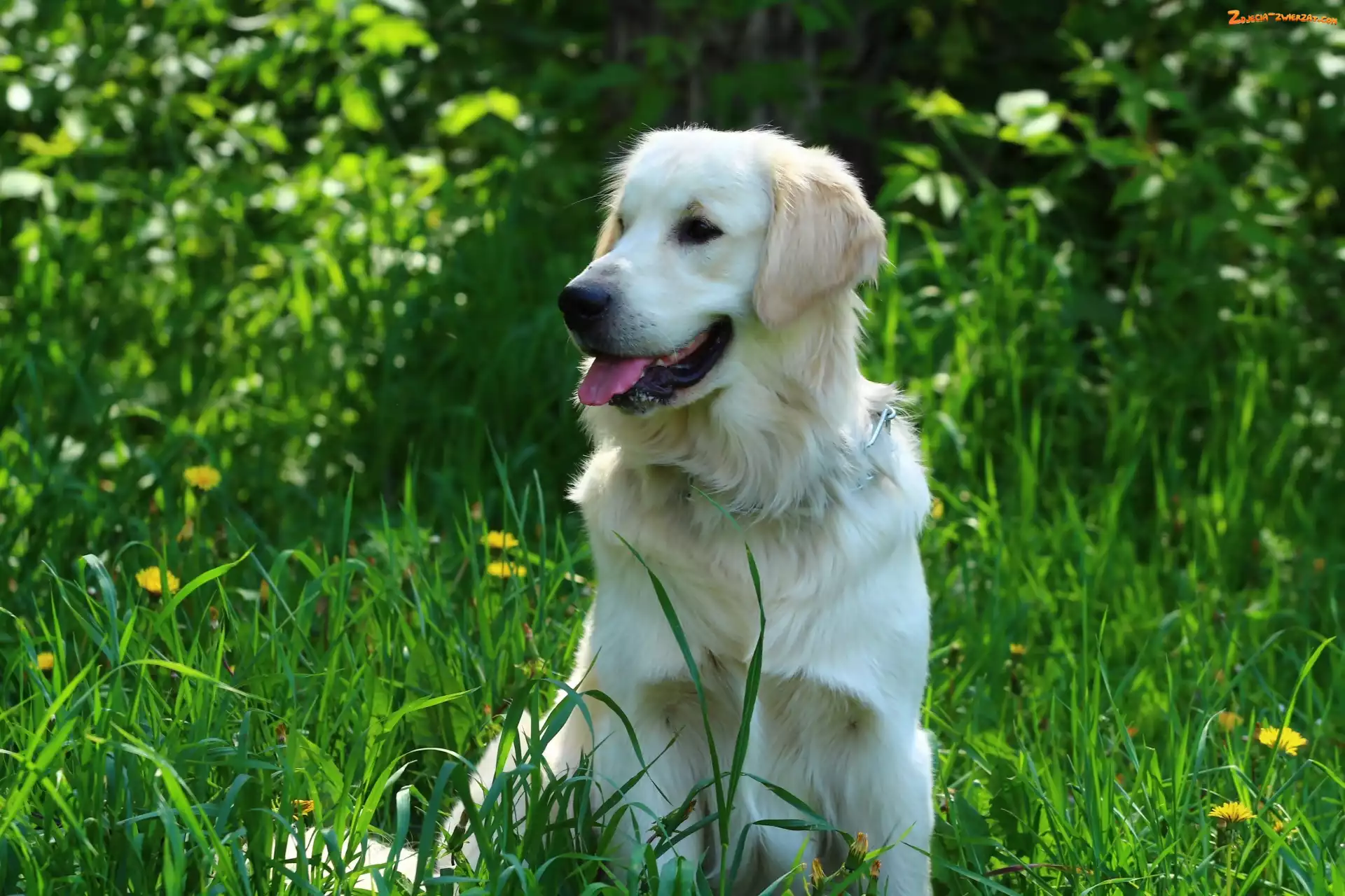 Trawa, Golden retriever, Język