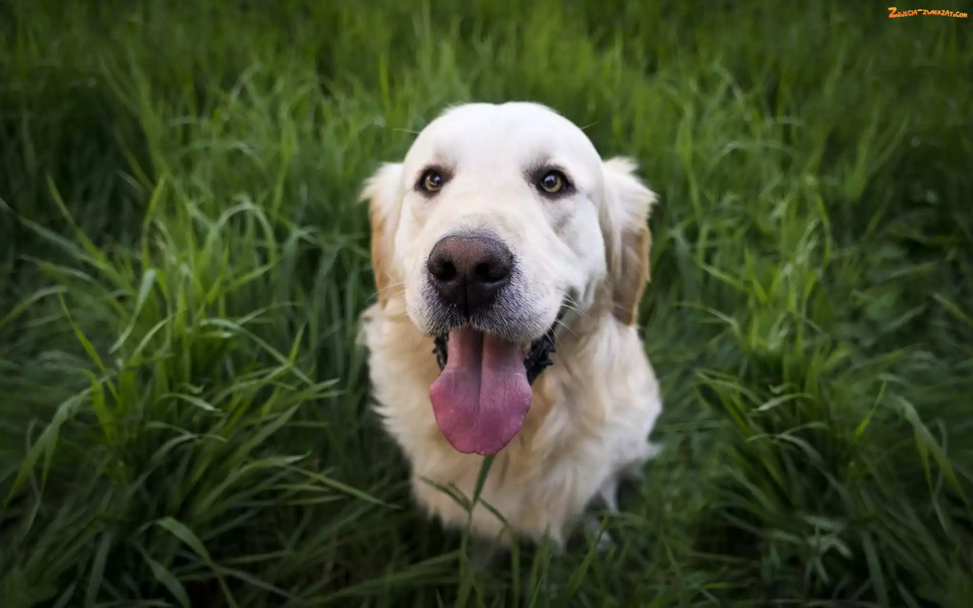 Trawa, Golden Retriever, Pies