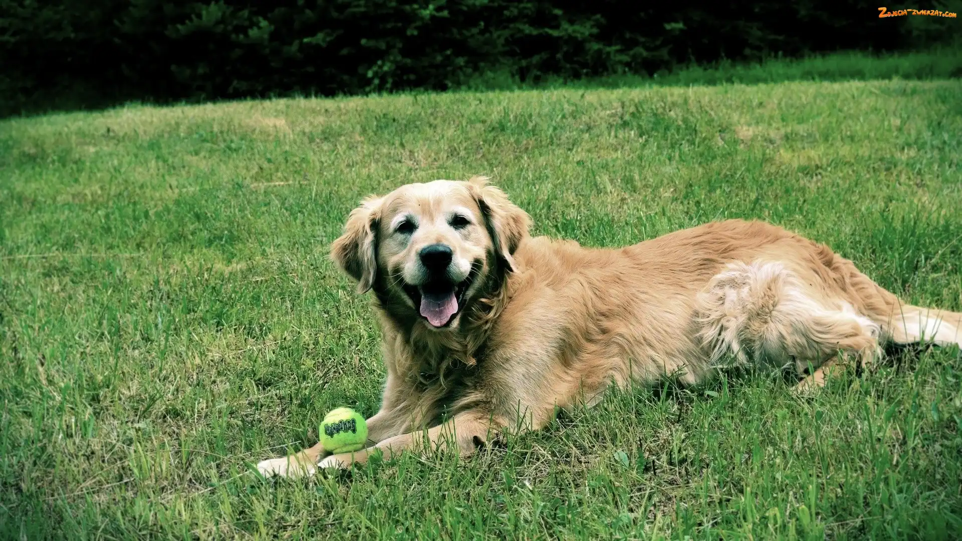 Trawa, Golden Retriever, Piłeczka
