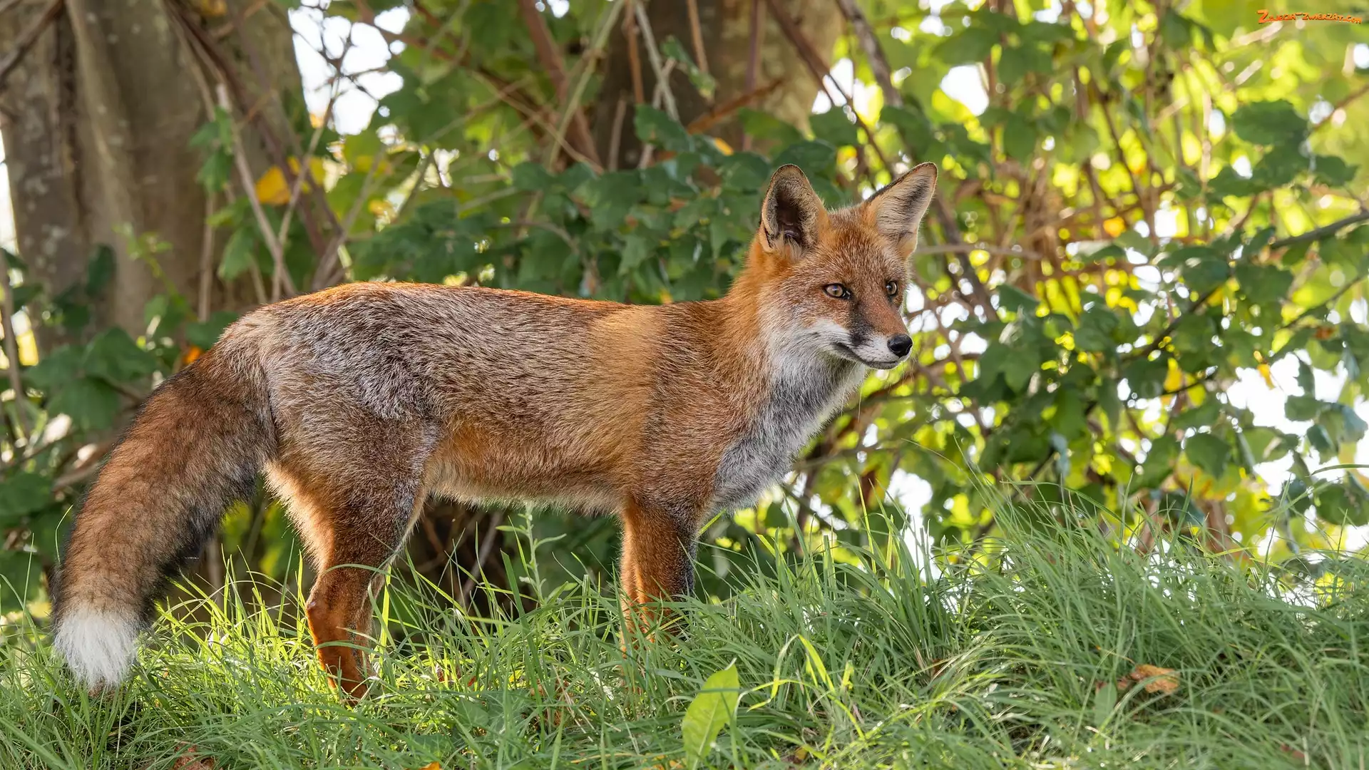 Rudy, Lis, Gałęzie, Trawa