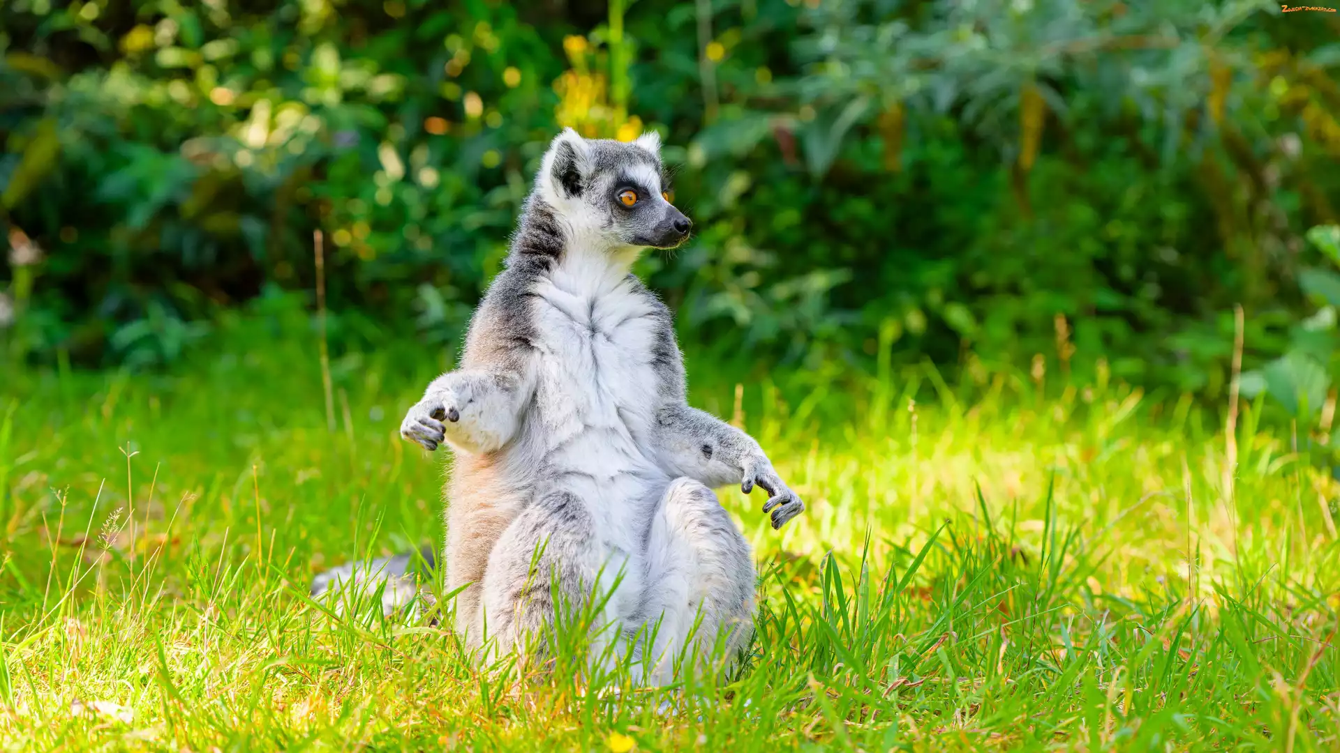 Trawa, Lemur, Siedzący