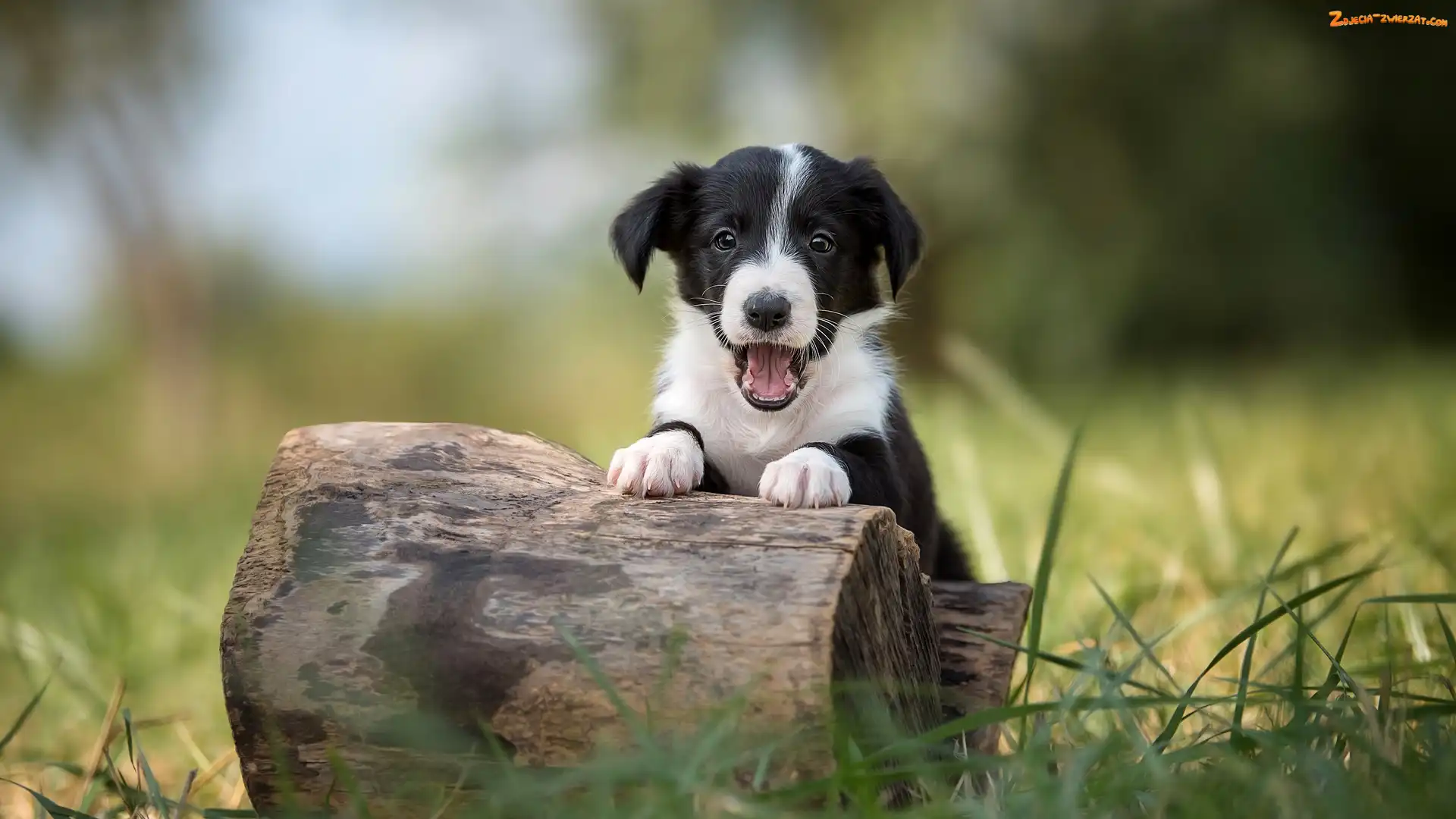Trawa, Pieniek, Border collie, Szczeniak, Pyszczek