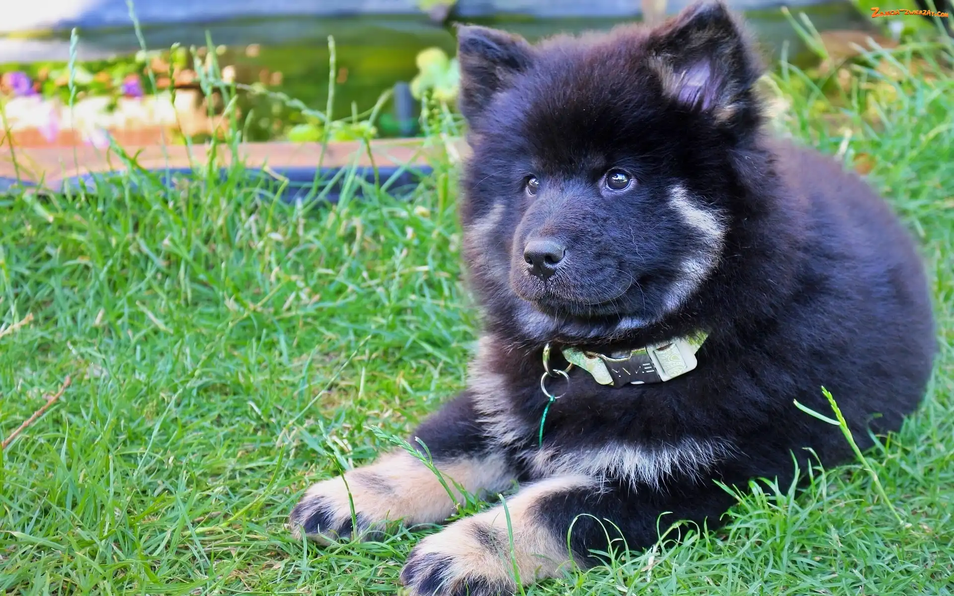 Trawa, Szczeniak, Szpic eurasier