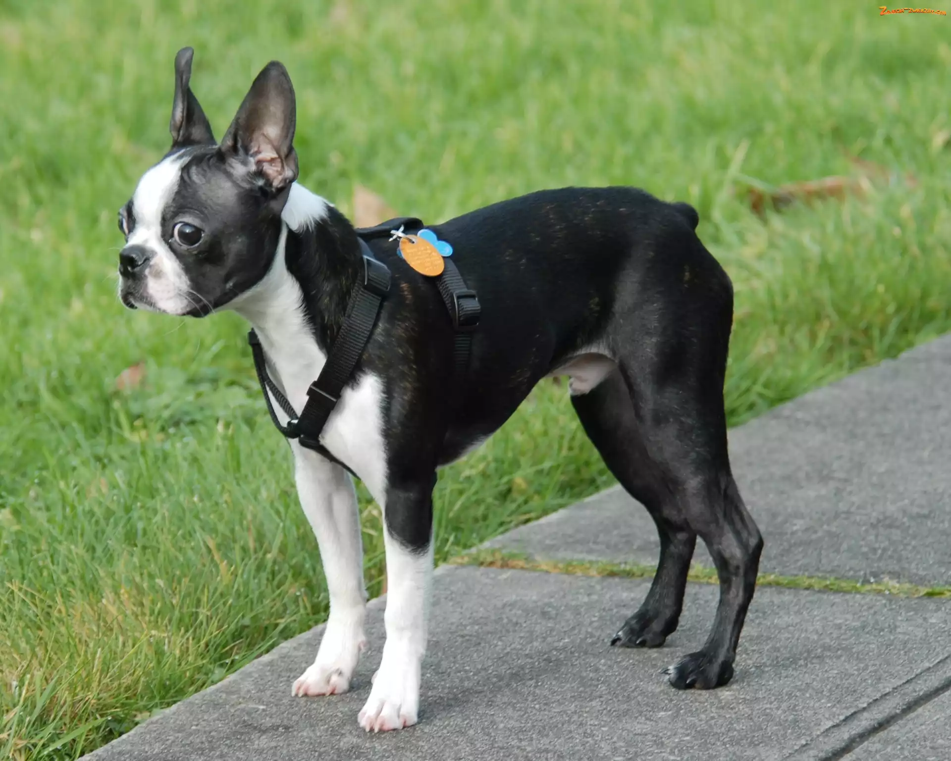 Trawa, Boston terrier, Chodnik