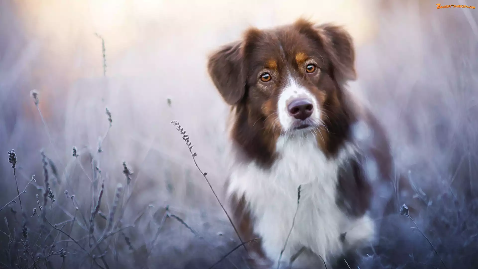 Trawy, Owczarek australijski, Australian shepherd