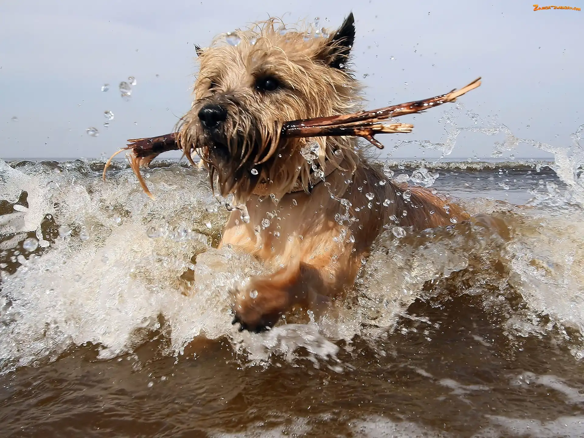 Patyk, Pies, Cairn Terrier