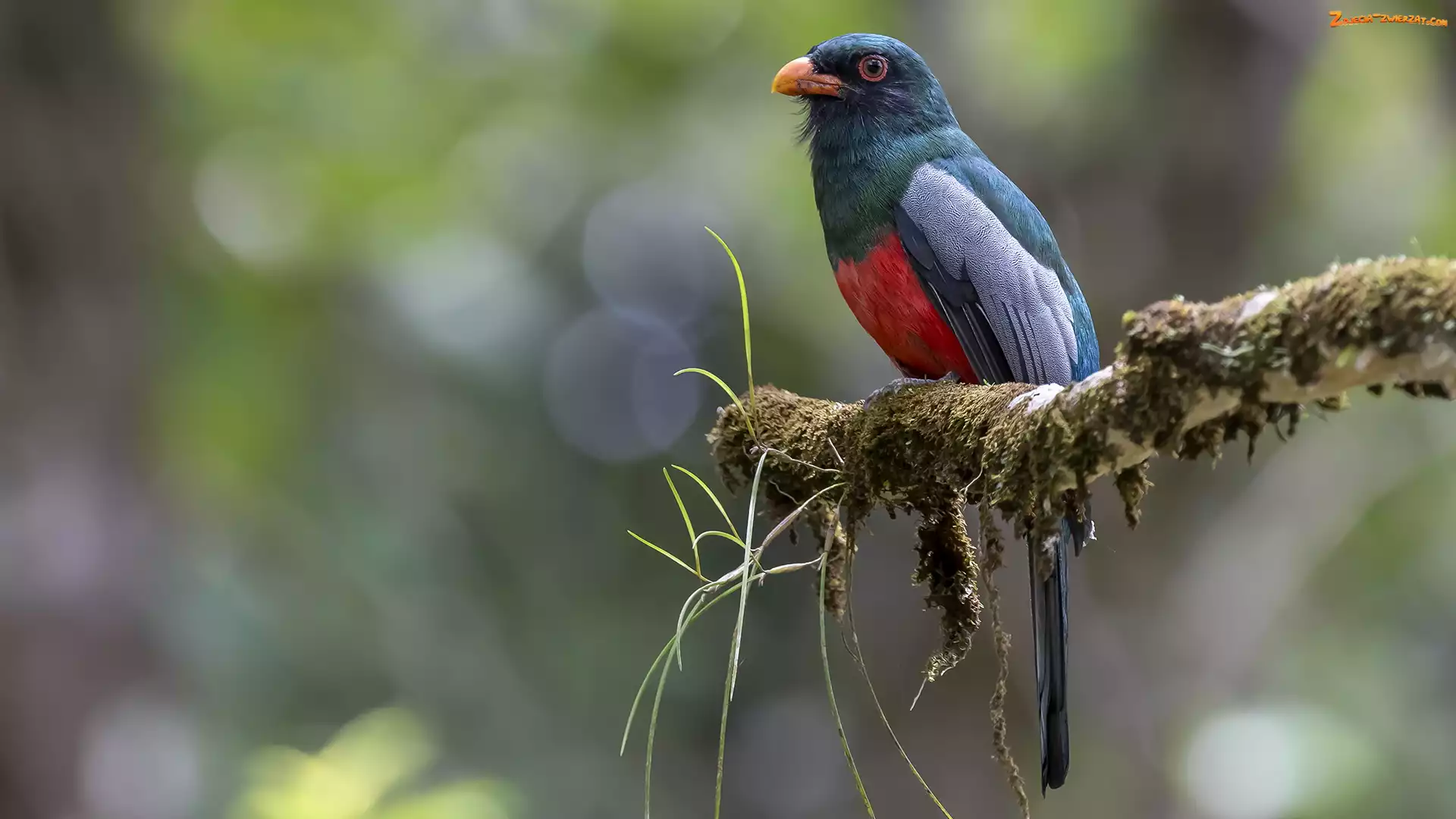 Trogon krasnodzioby, Konar, Ptak, Omszony