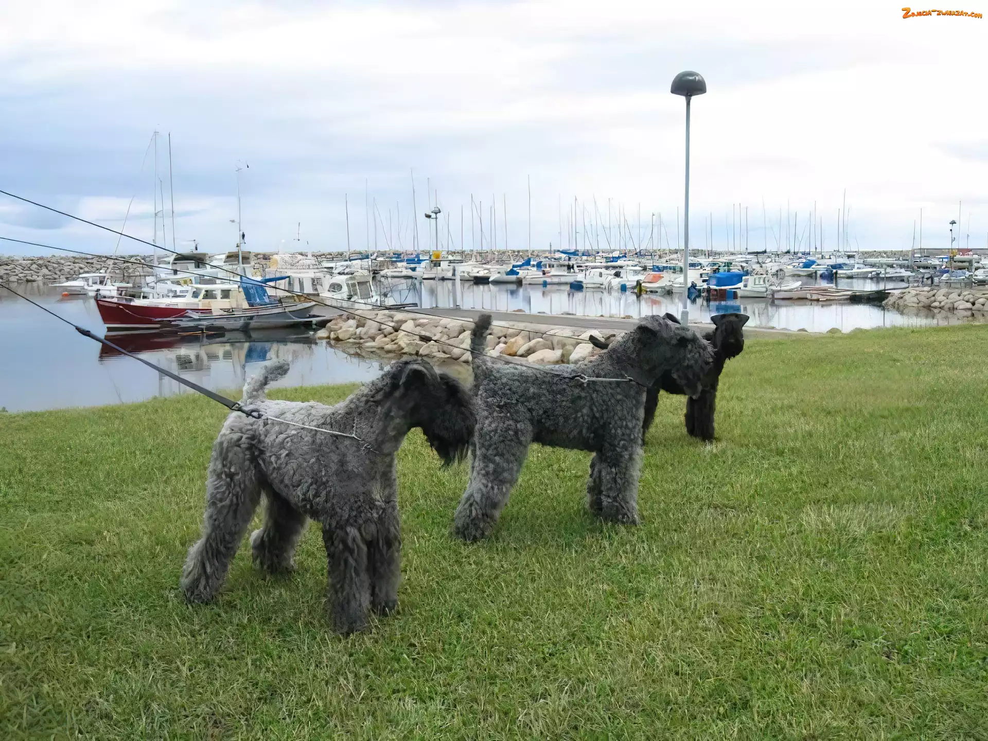 Kerry blue terrier, trzy