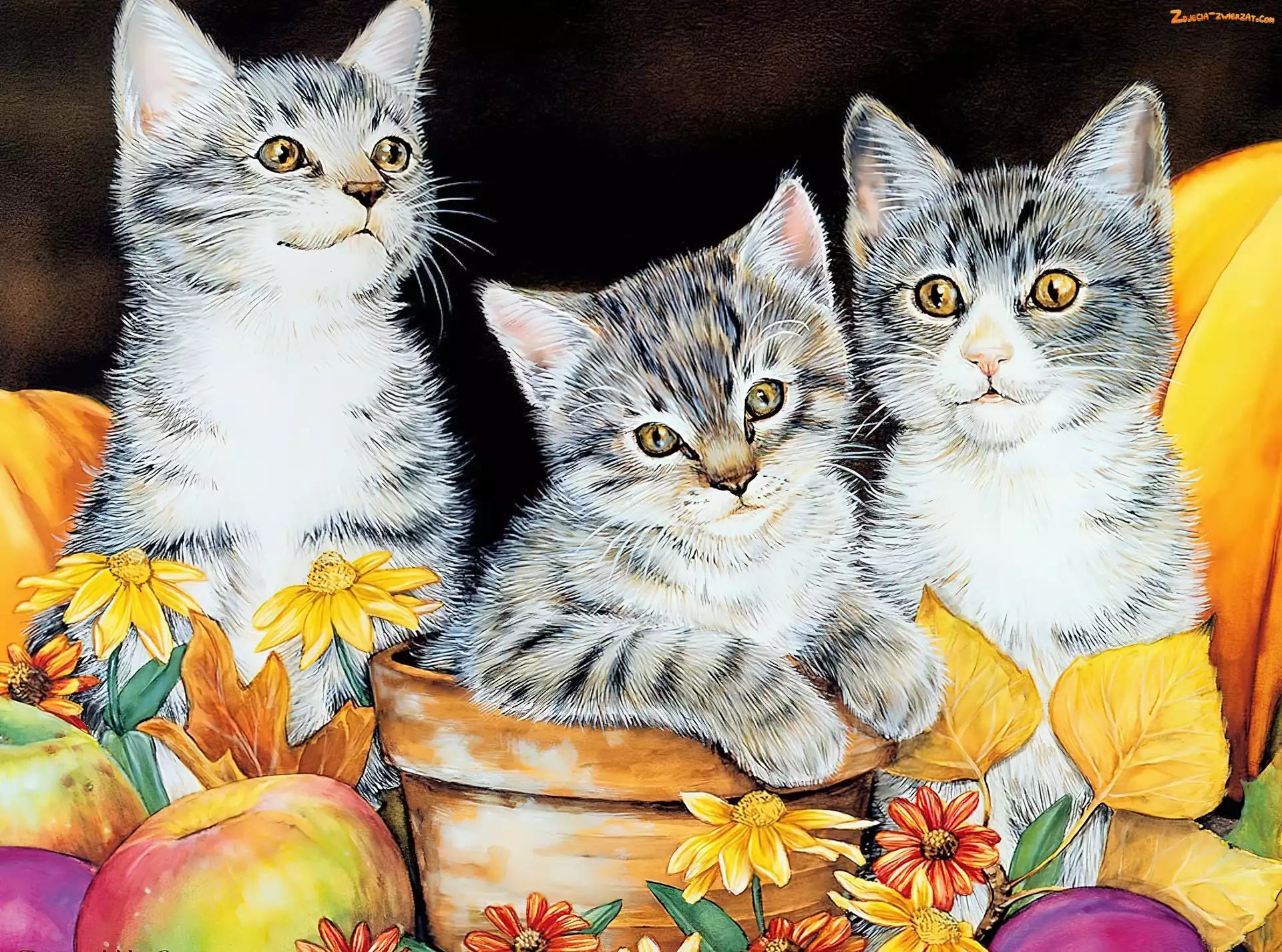 Dachowce, Trzy, Kotki