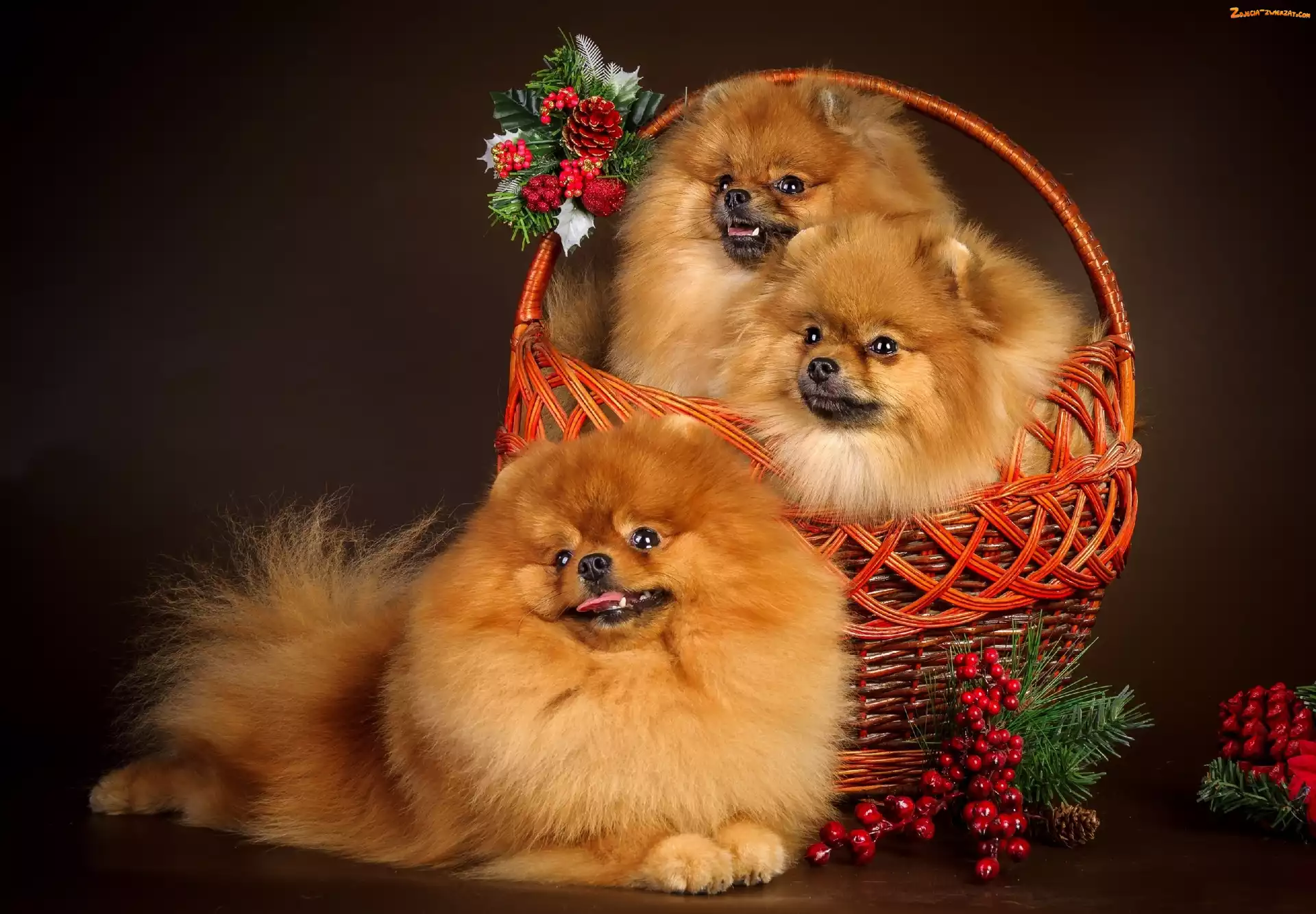 Koszyczek, Trzy, Pieski