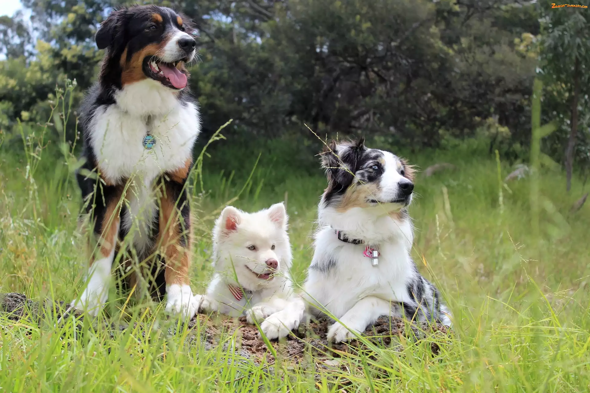 Psy, Trzy, Owczarek australijski, Border collie, Fiński lapphund
