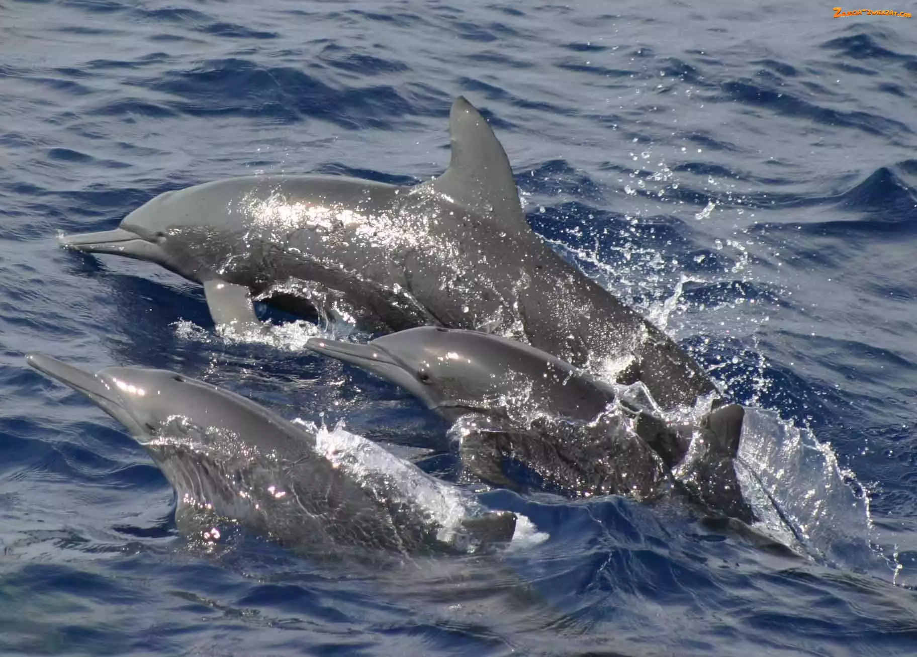 Ocean
, Trzy, Delfiny