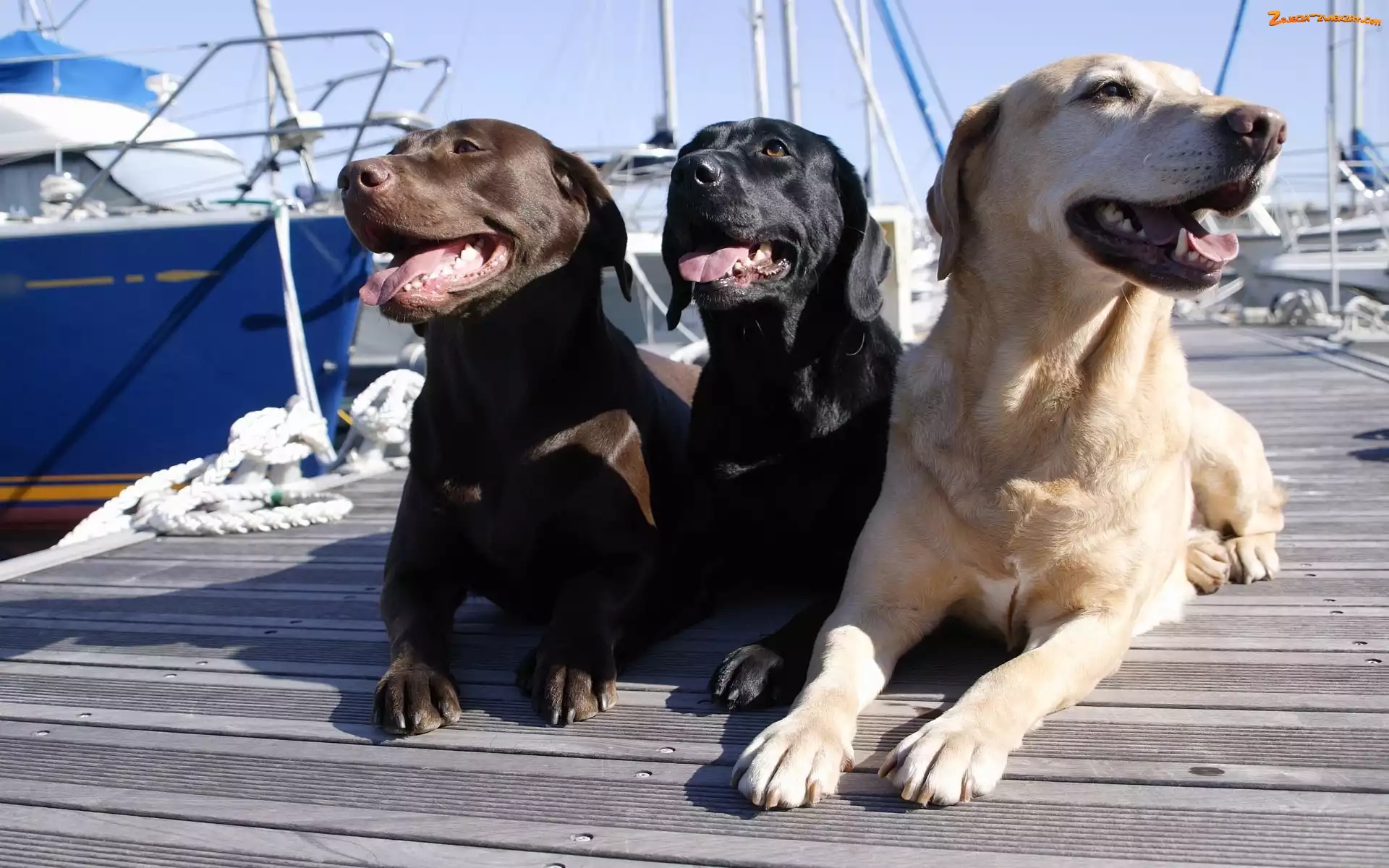 Port, Trzy, Pieski