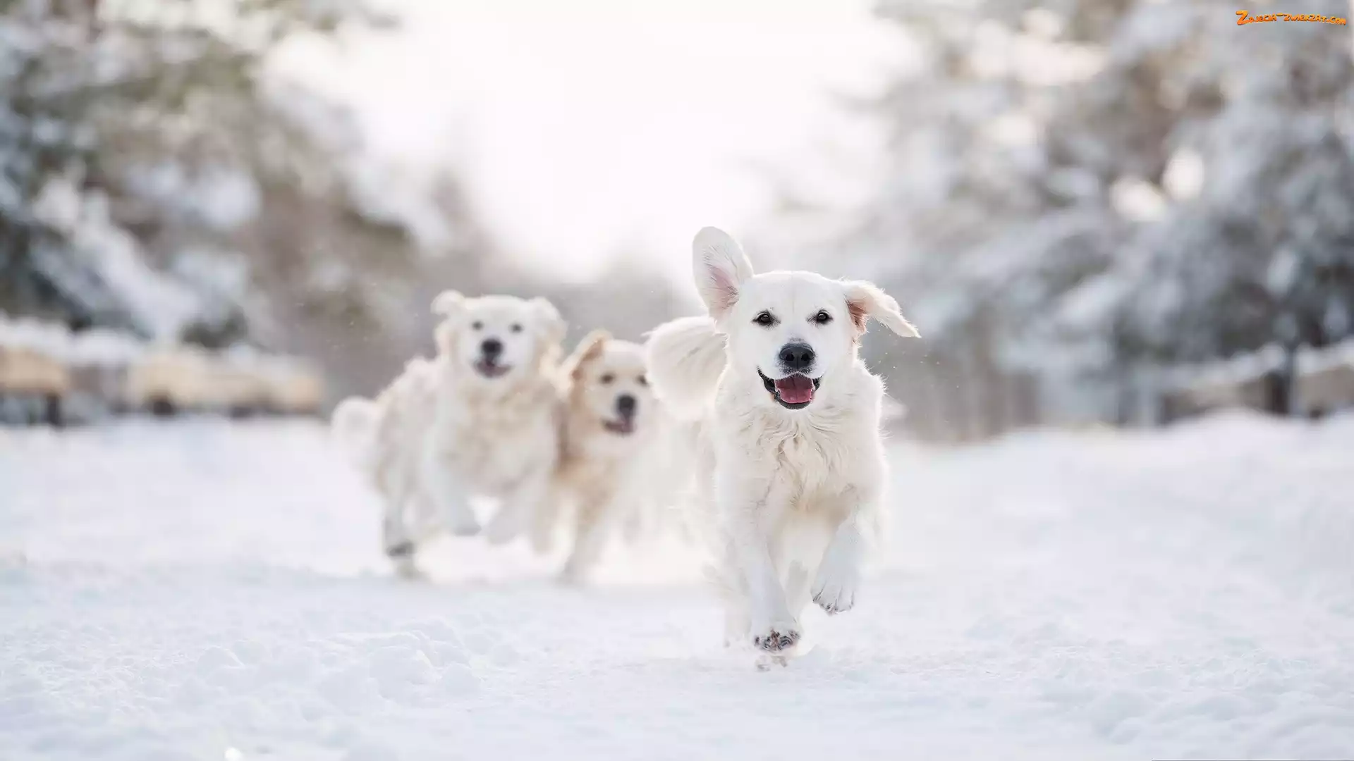 Bieg, Golden retriever, Trzy, Psy, Zima, Śnieg