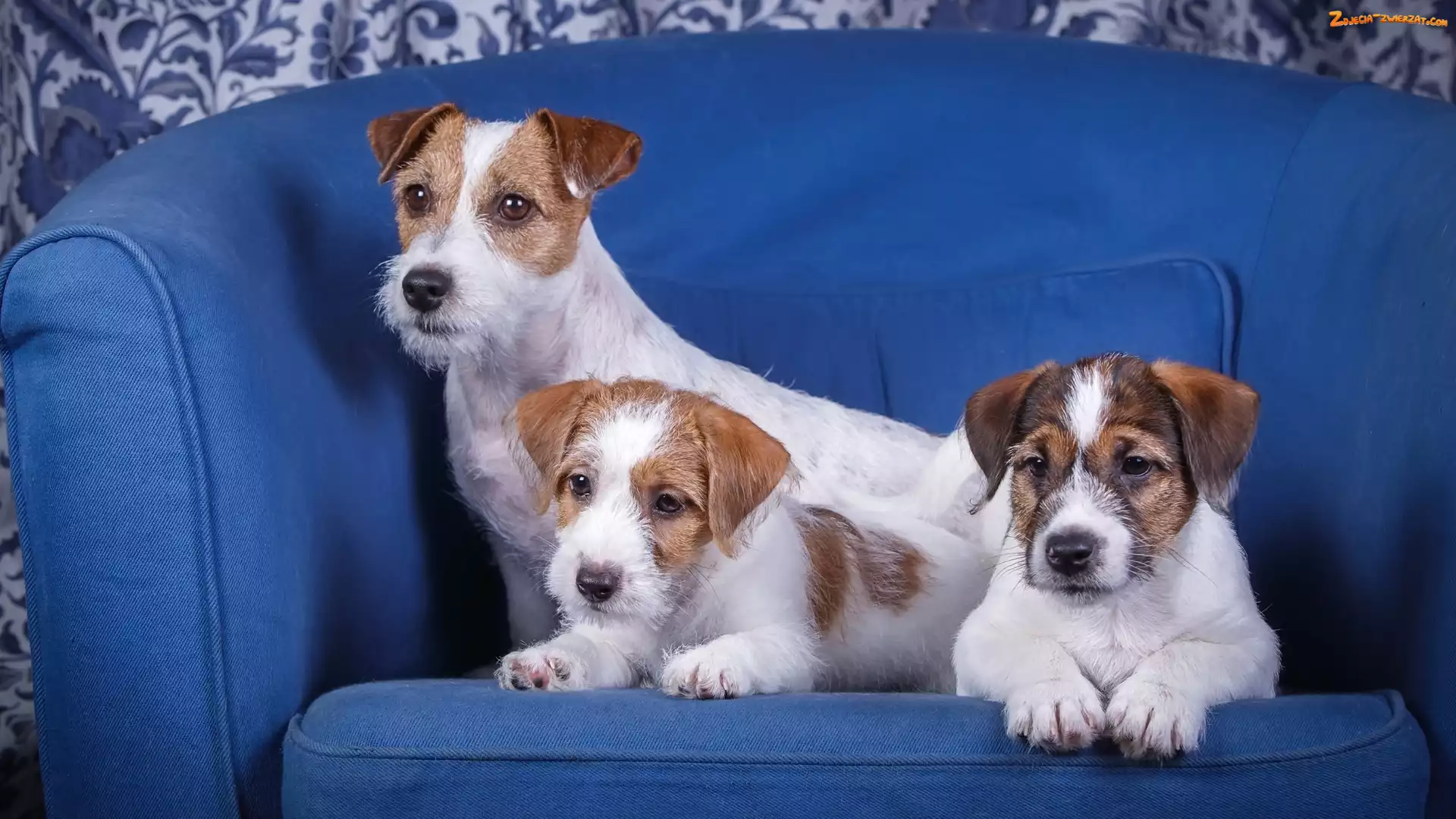 Szczeniaki, Trzy, Sofa, Niebieska, Psy, Jack Russell terrier
