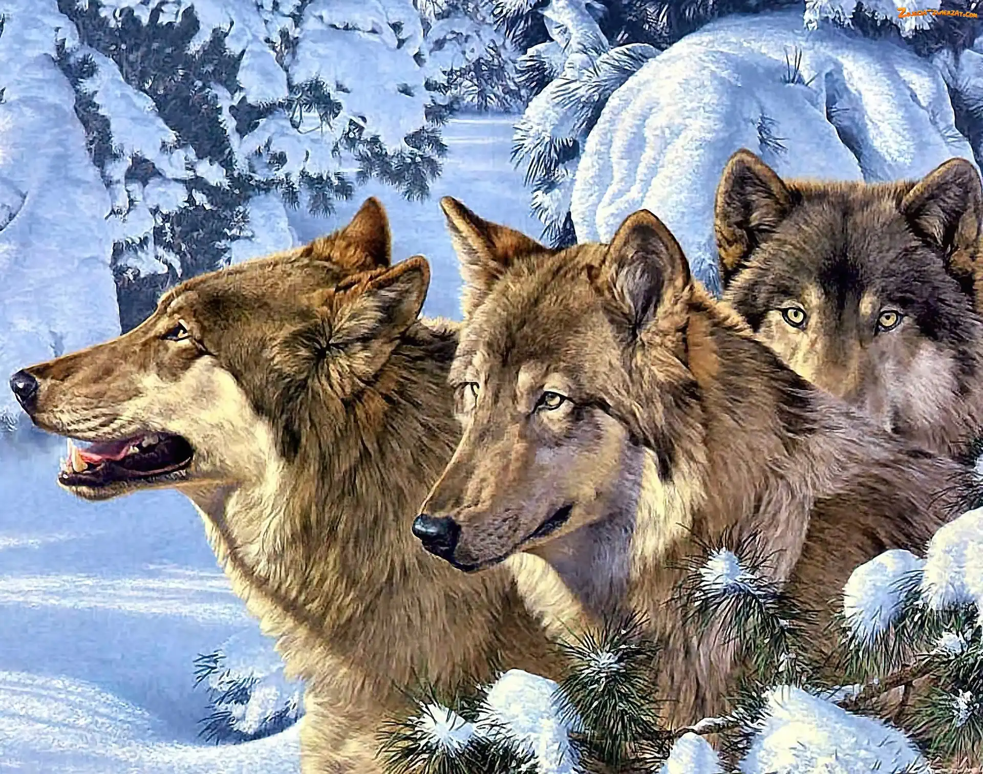 Zima, Trzy, Wilki