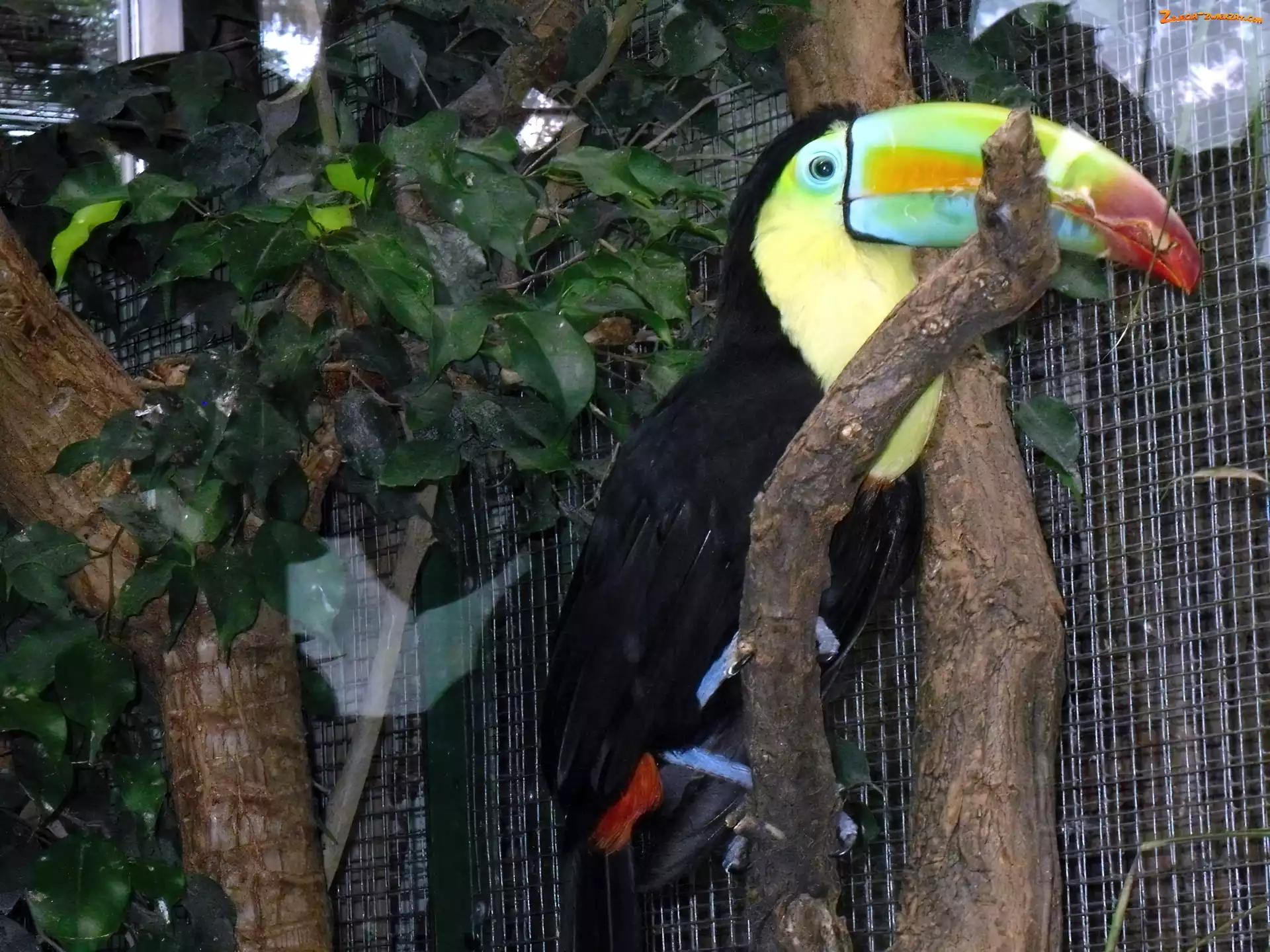 ZOO, Tukan