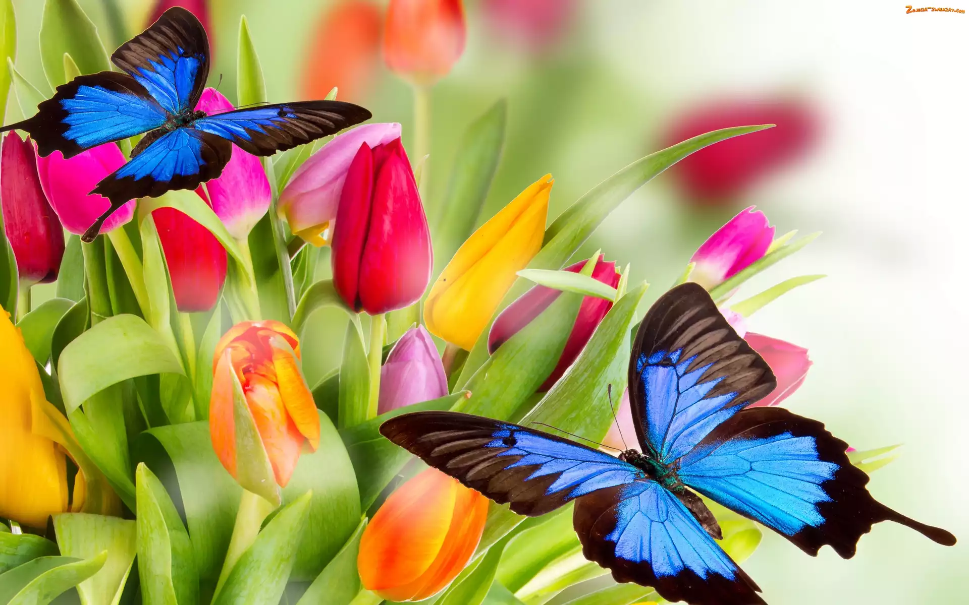 Motyle, Tulipany, 2D, Kwiaty, Kolorowe