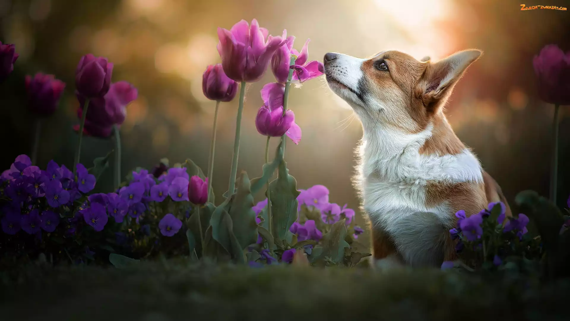 Bratki, Tulipany, Welsh corgi pembroke, Pies, Kwiaty