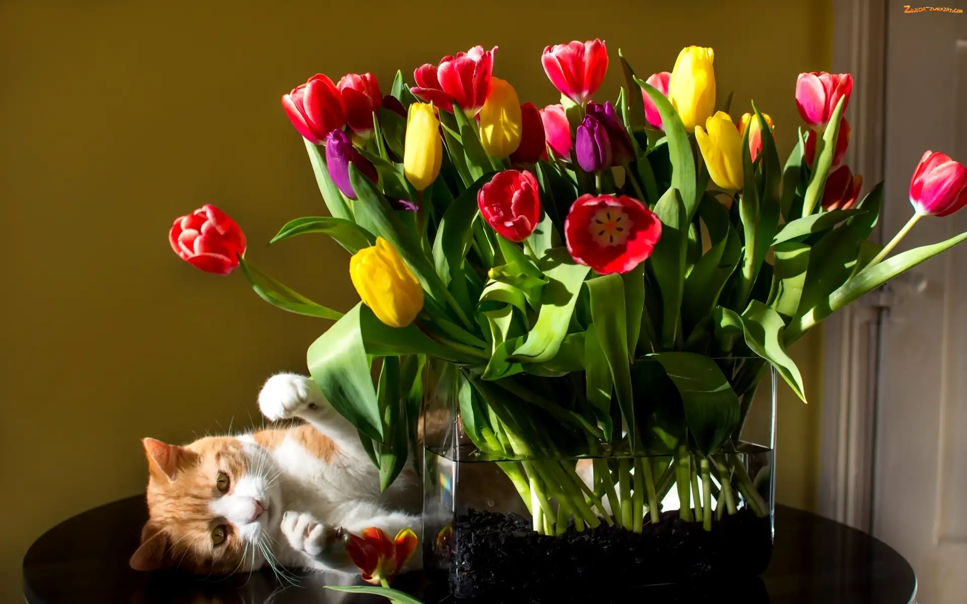 Tulipany, Kotek, Kolorowe, Wazon