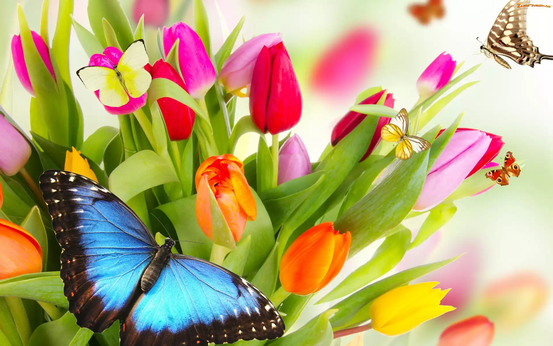 Kwiaty, Kolorowe, Motyle, Tulipany