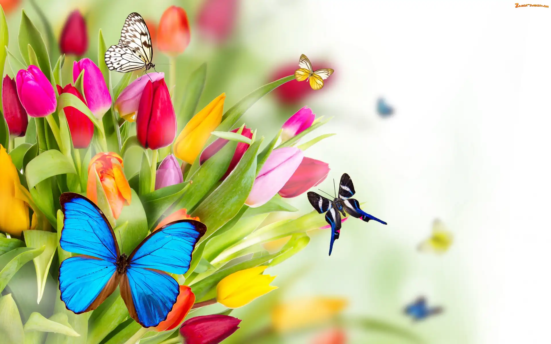 Tekstura, Tulipany, Motyle