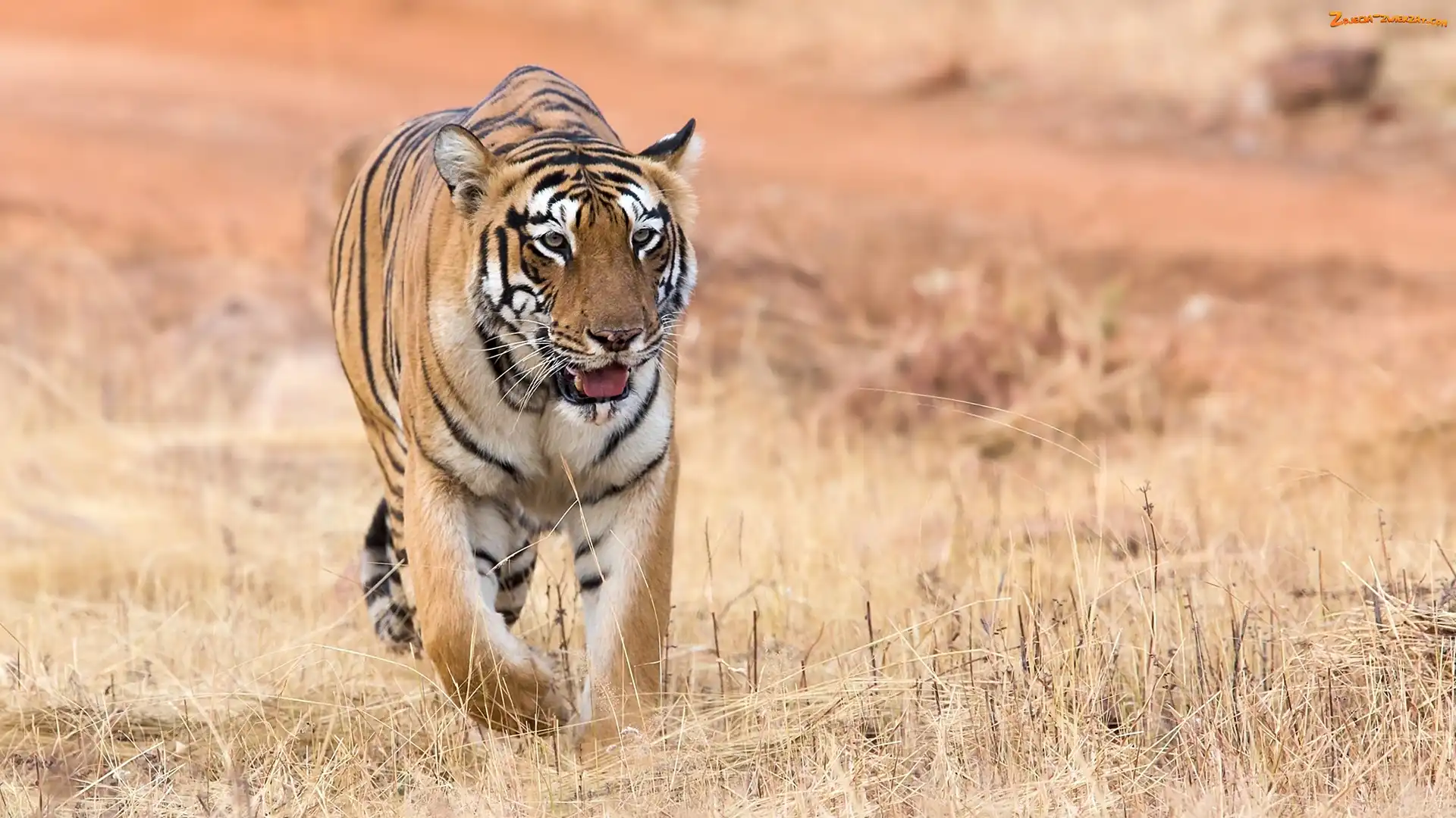 Tygrys bengalski