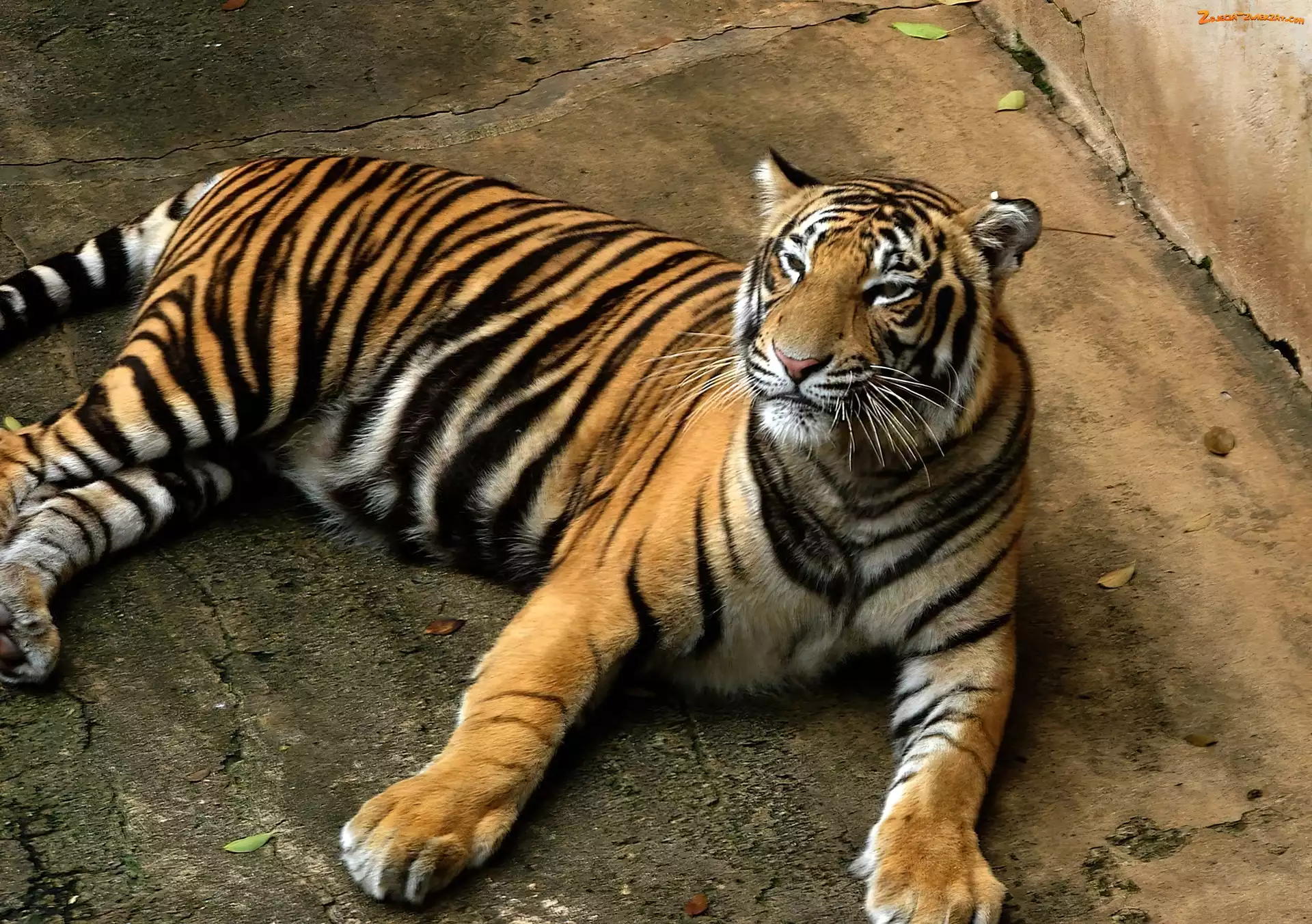 Bengalski, Tygrys